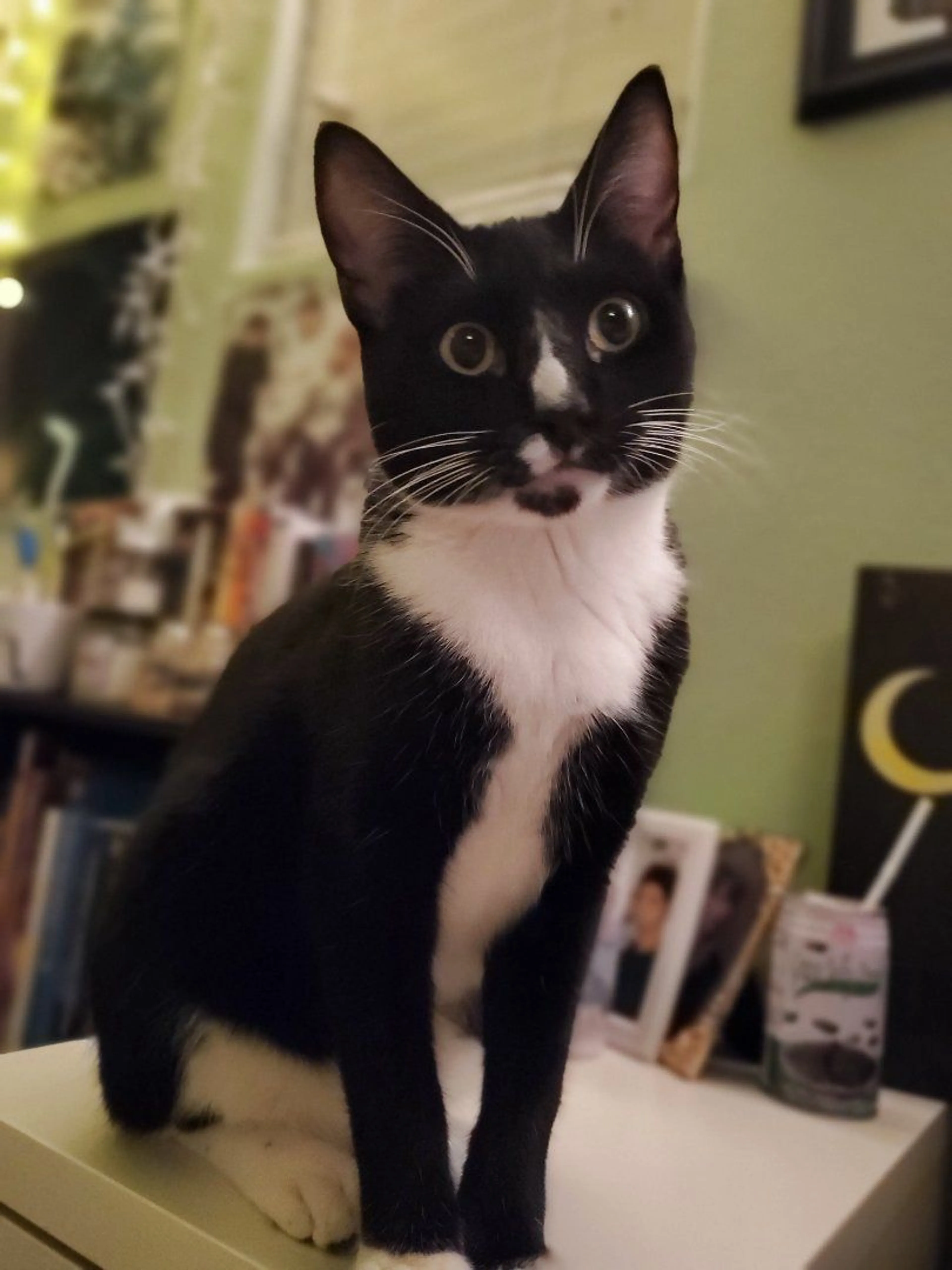 Lost pet-4