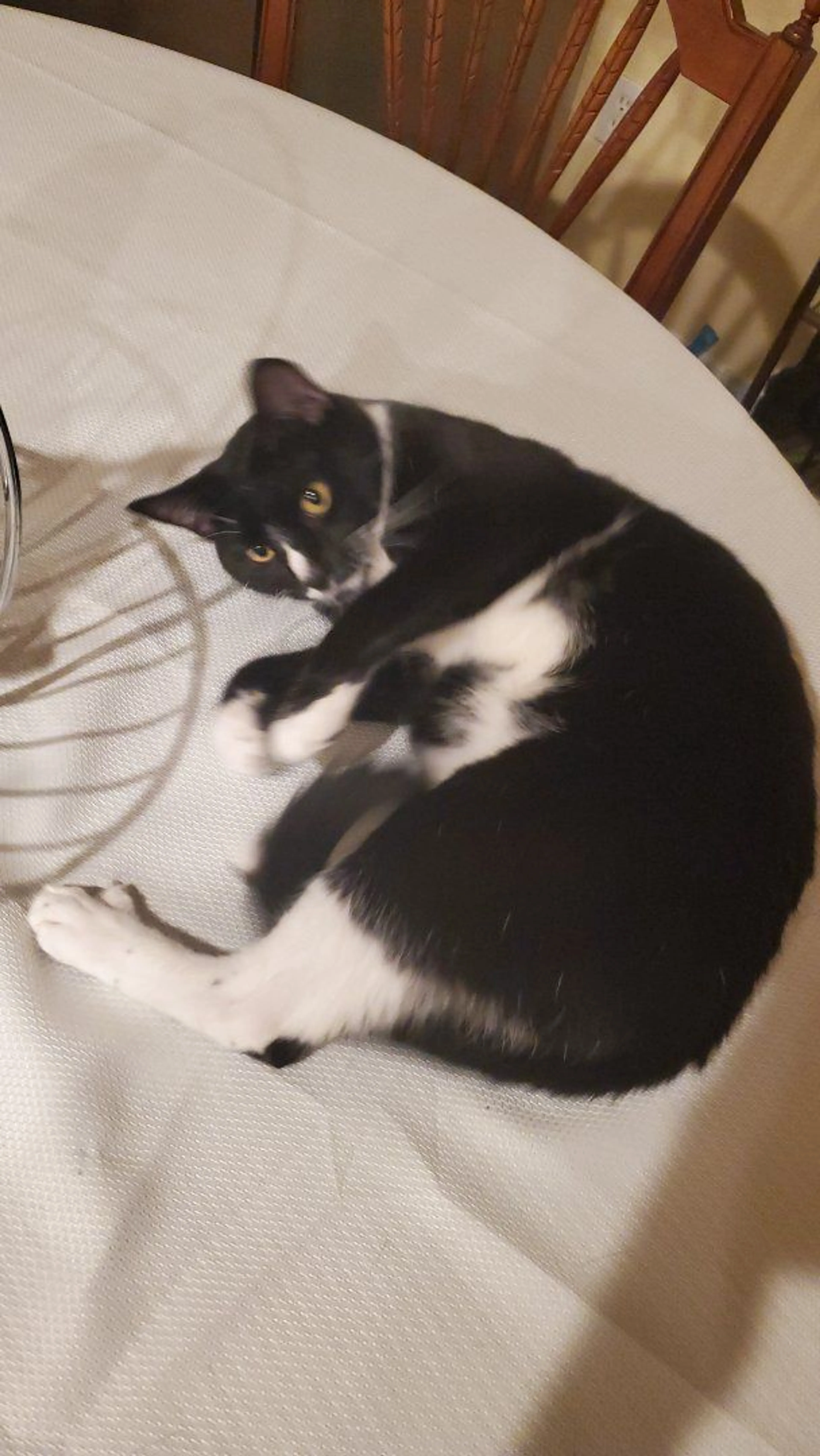 Lost pet-2