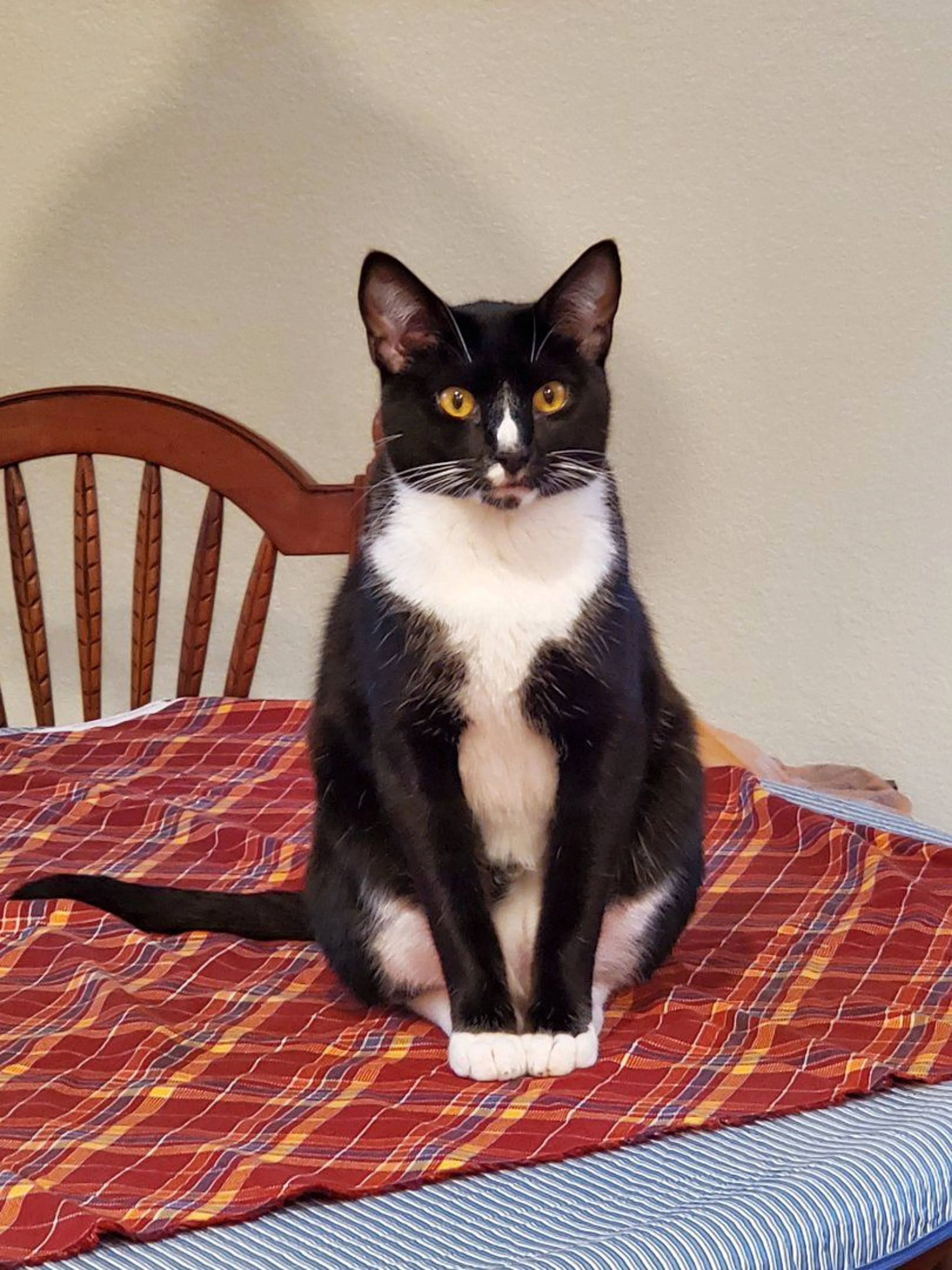 Lost pet-3