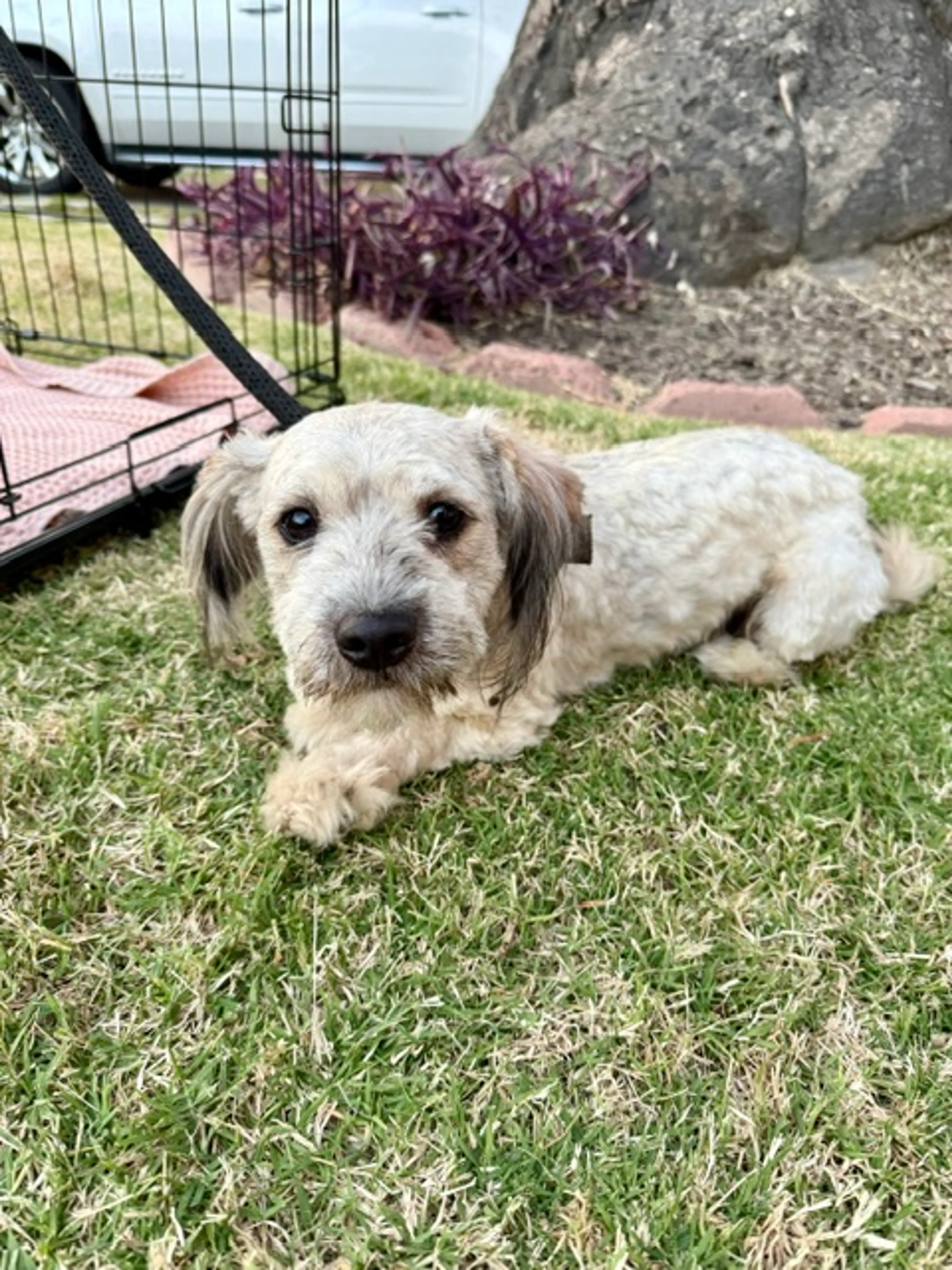 Found pet