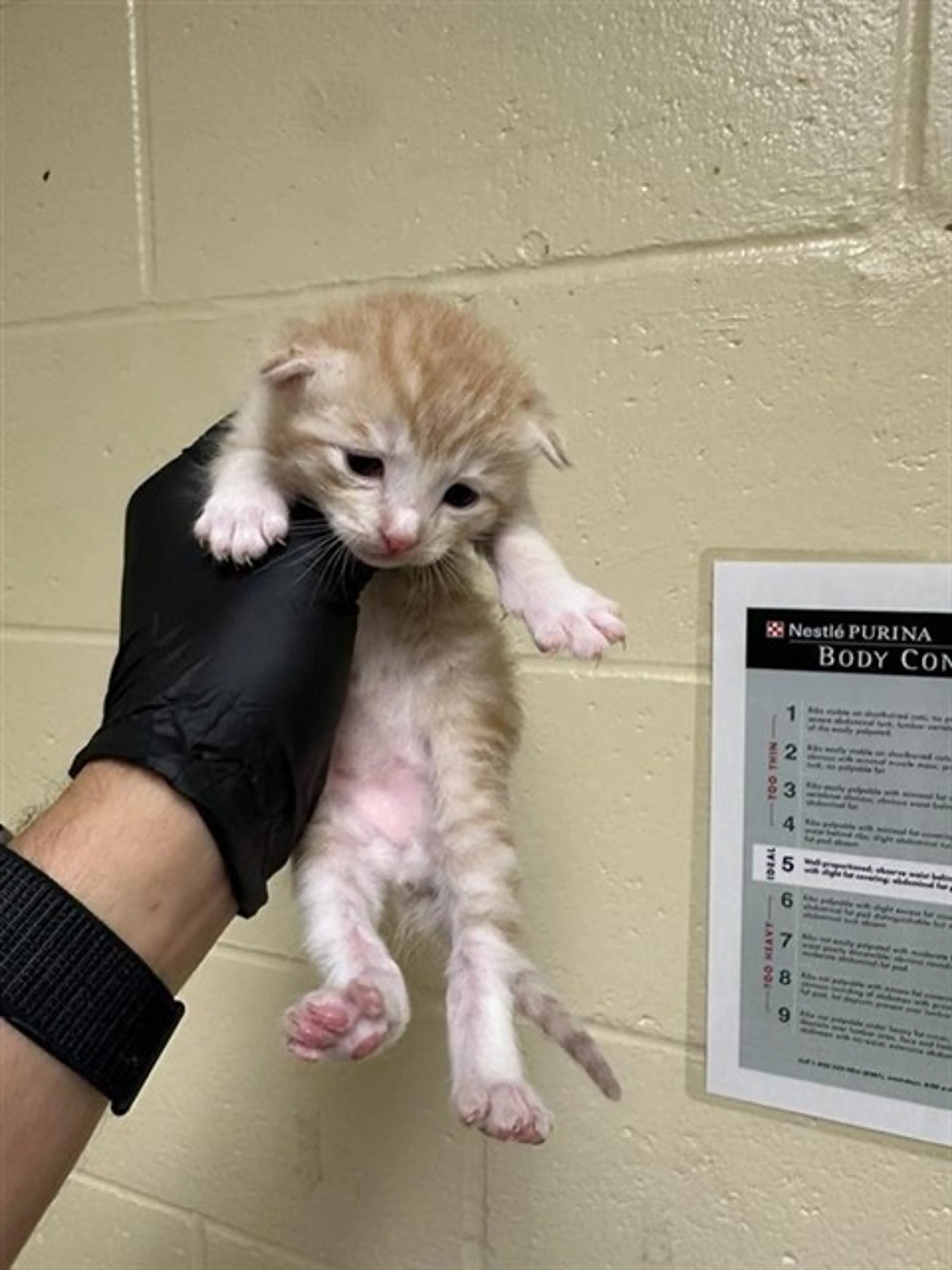 Found pet