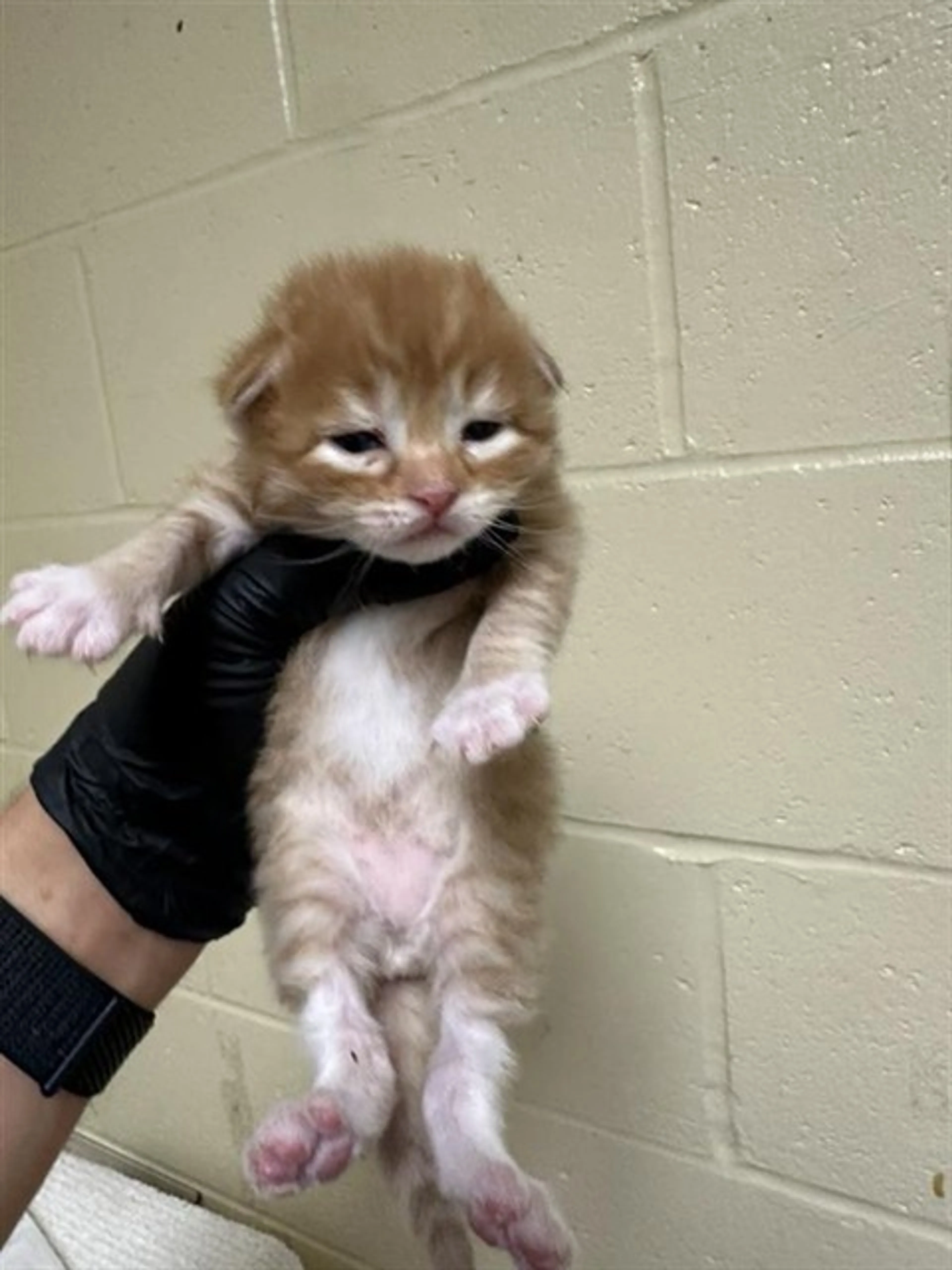 Found pet