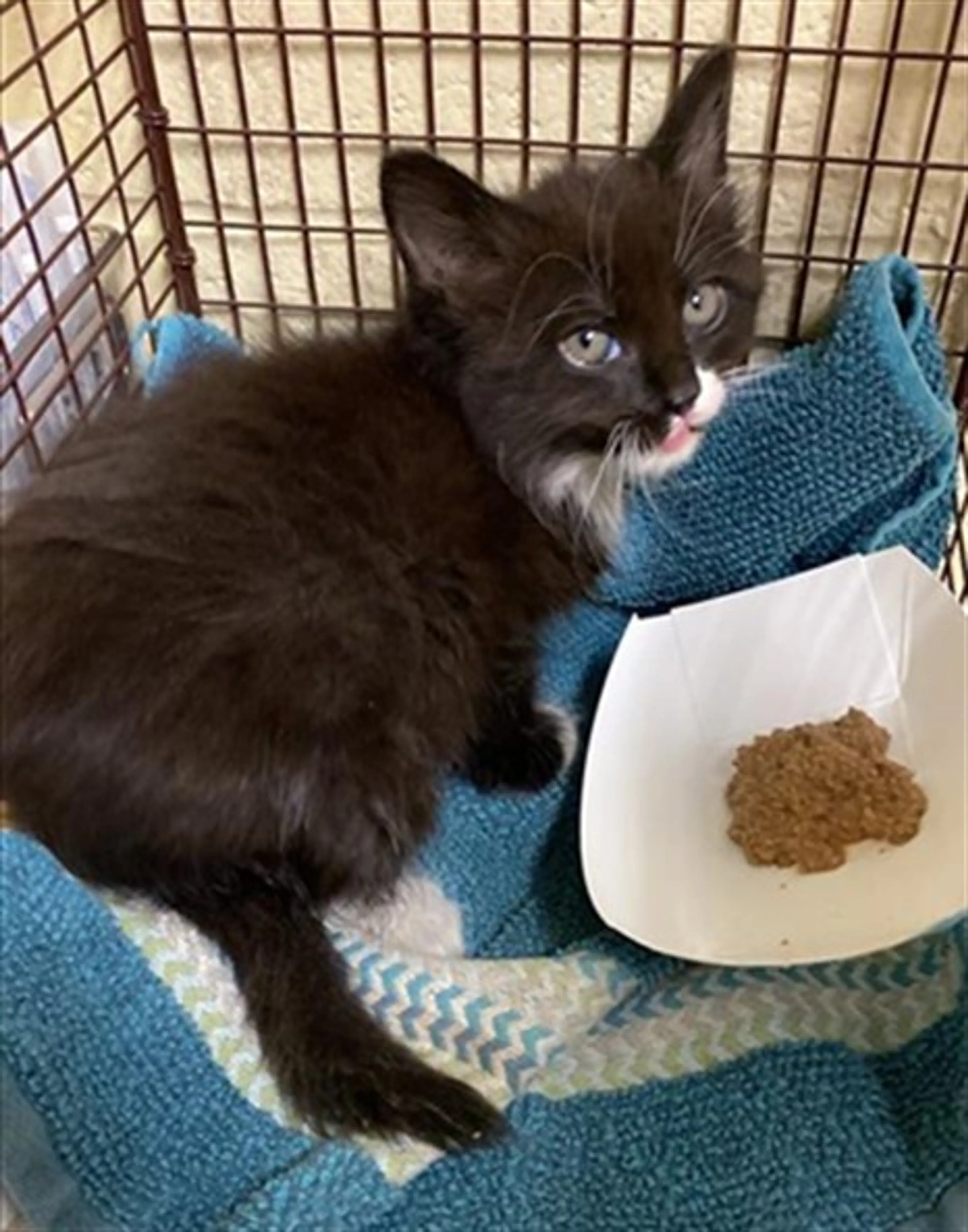 Found pet