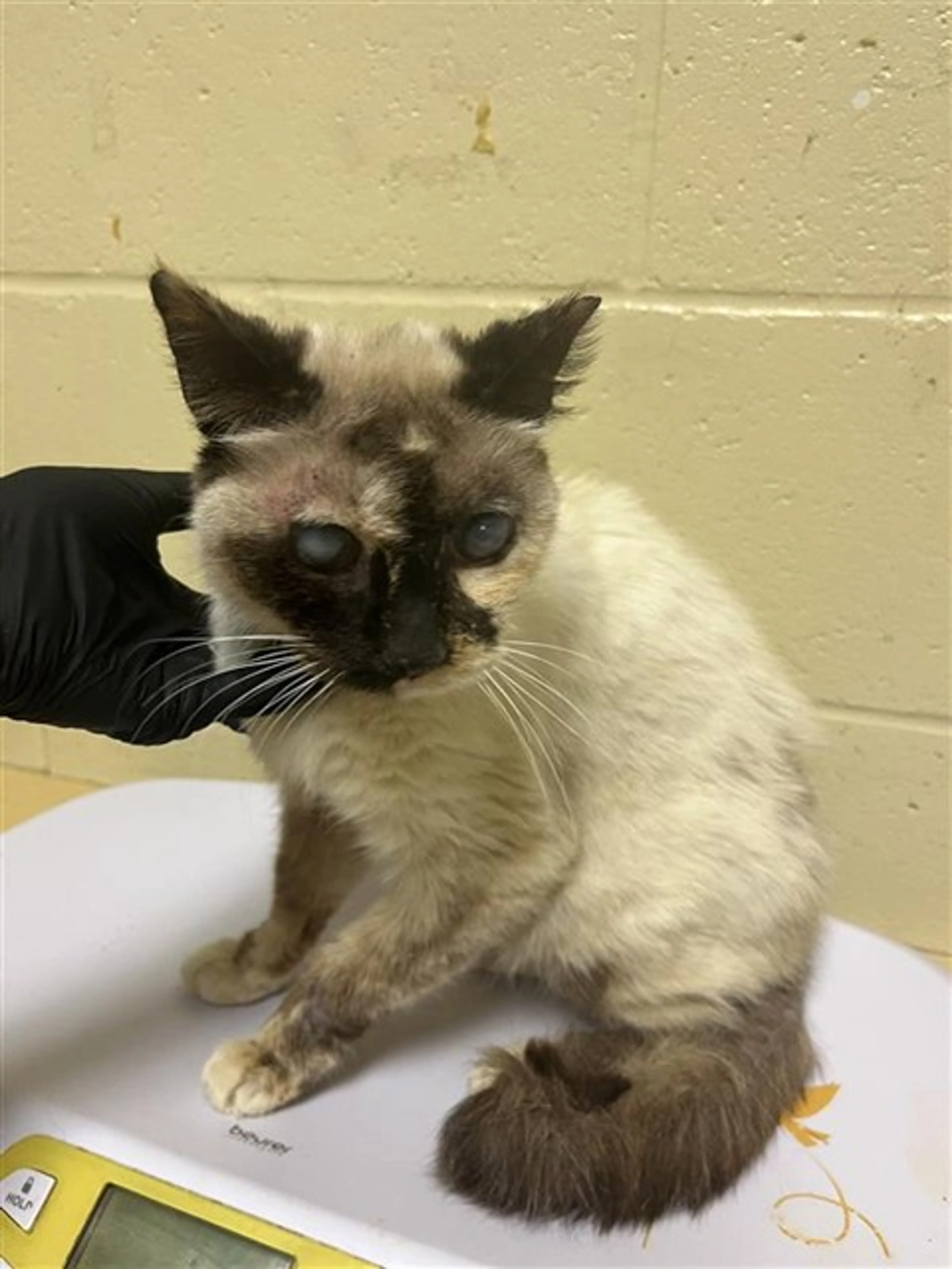 Found pet
