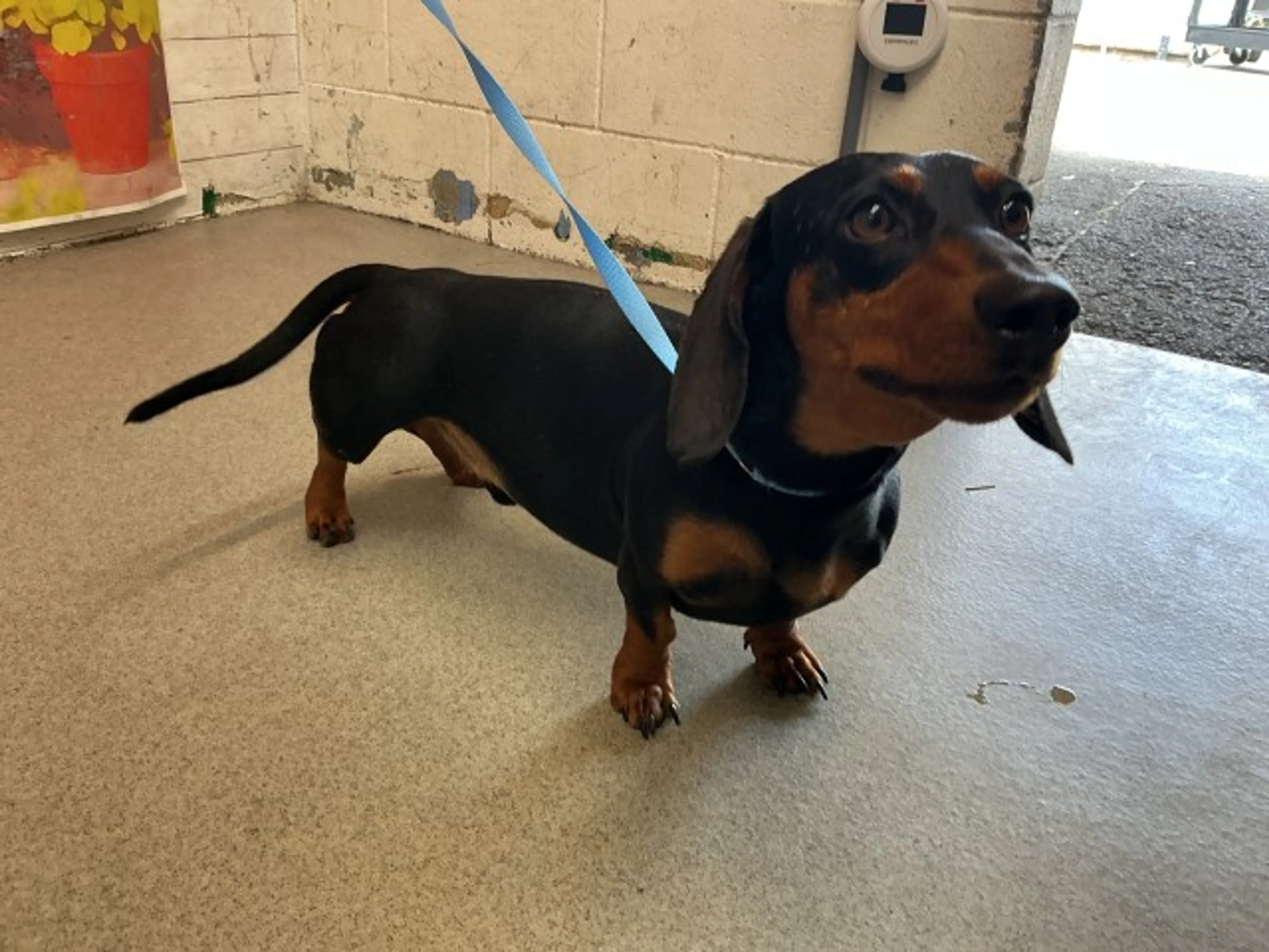Found pet