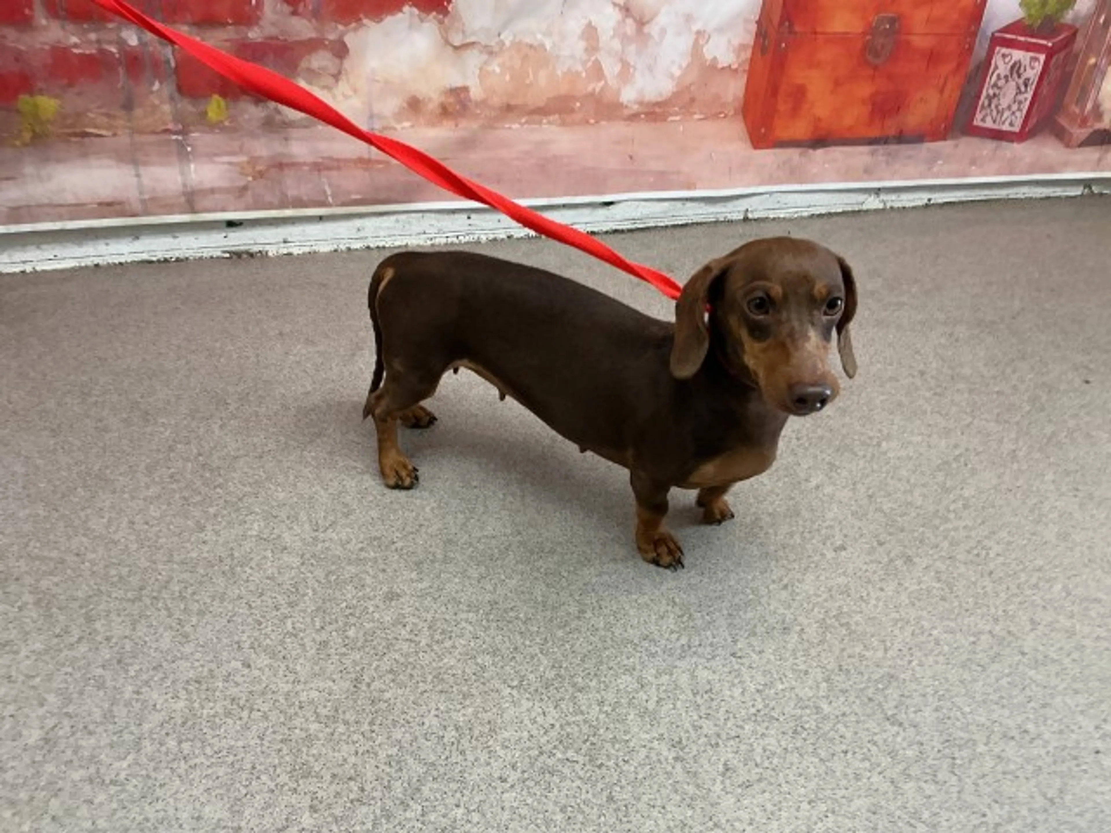 Found pet