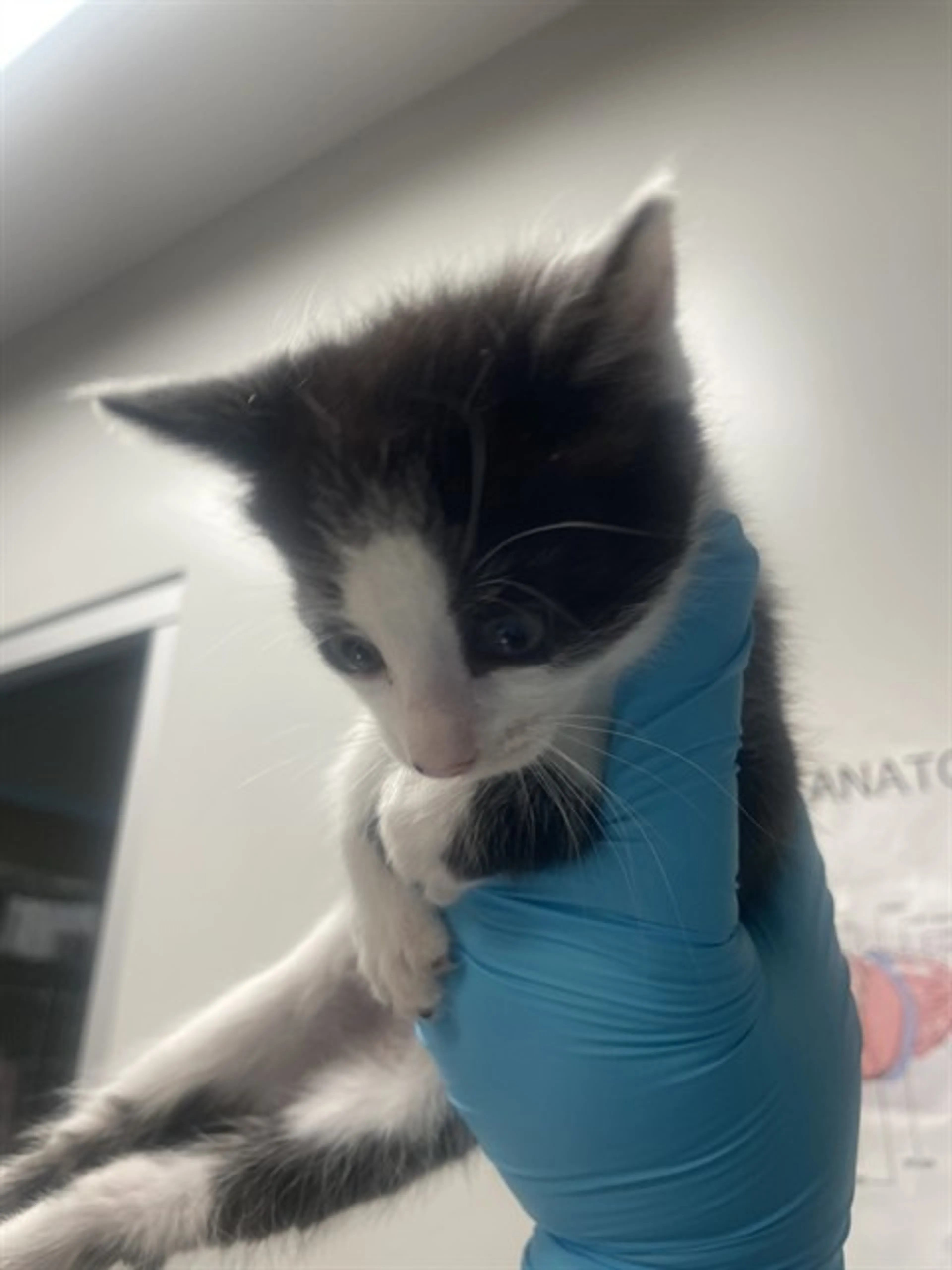 Found pet