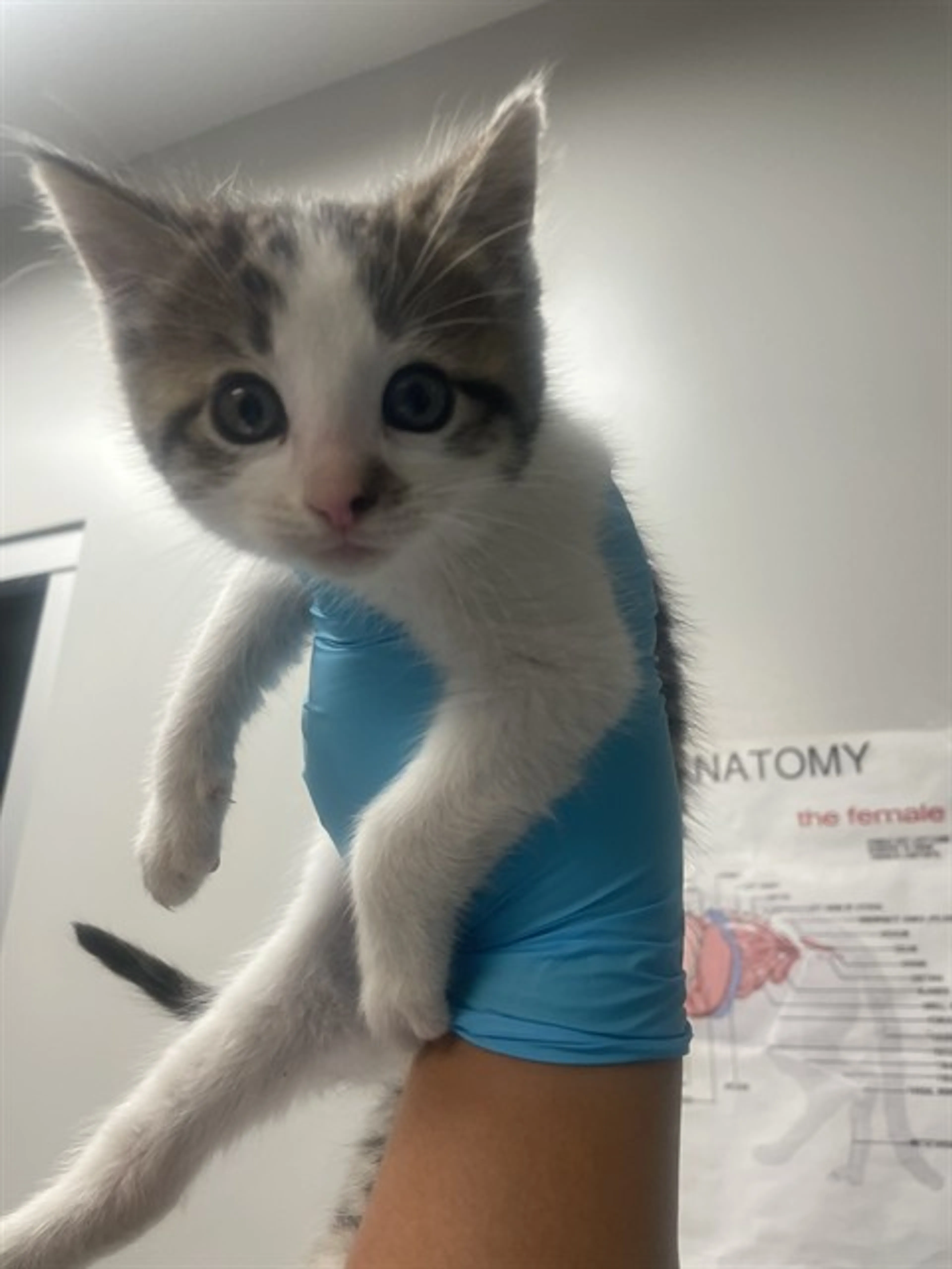 Found pet