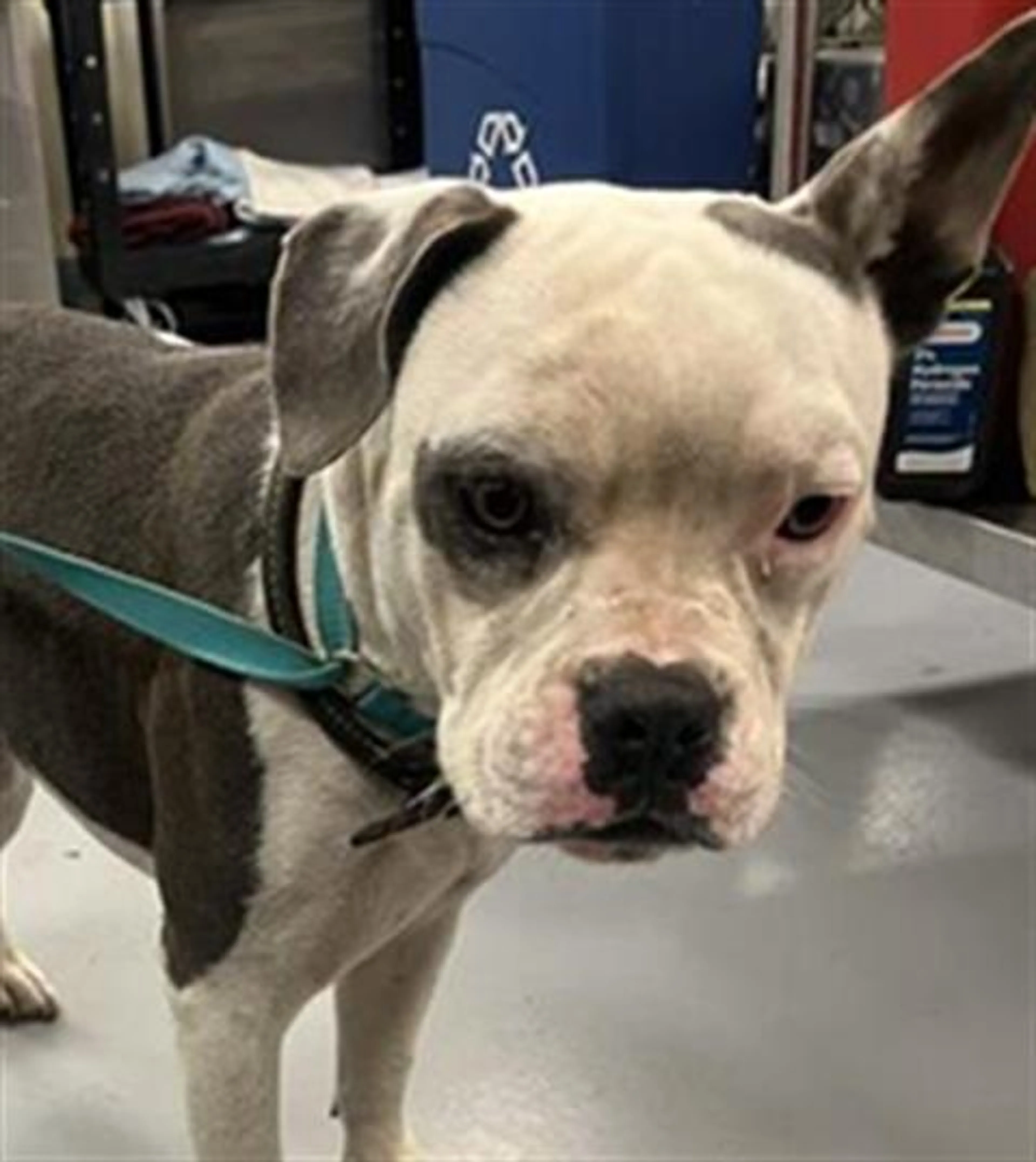Found pet