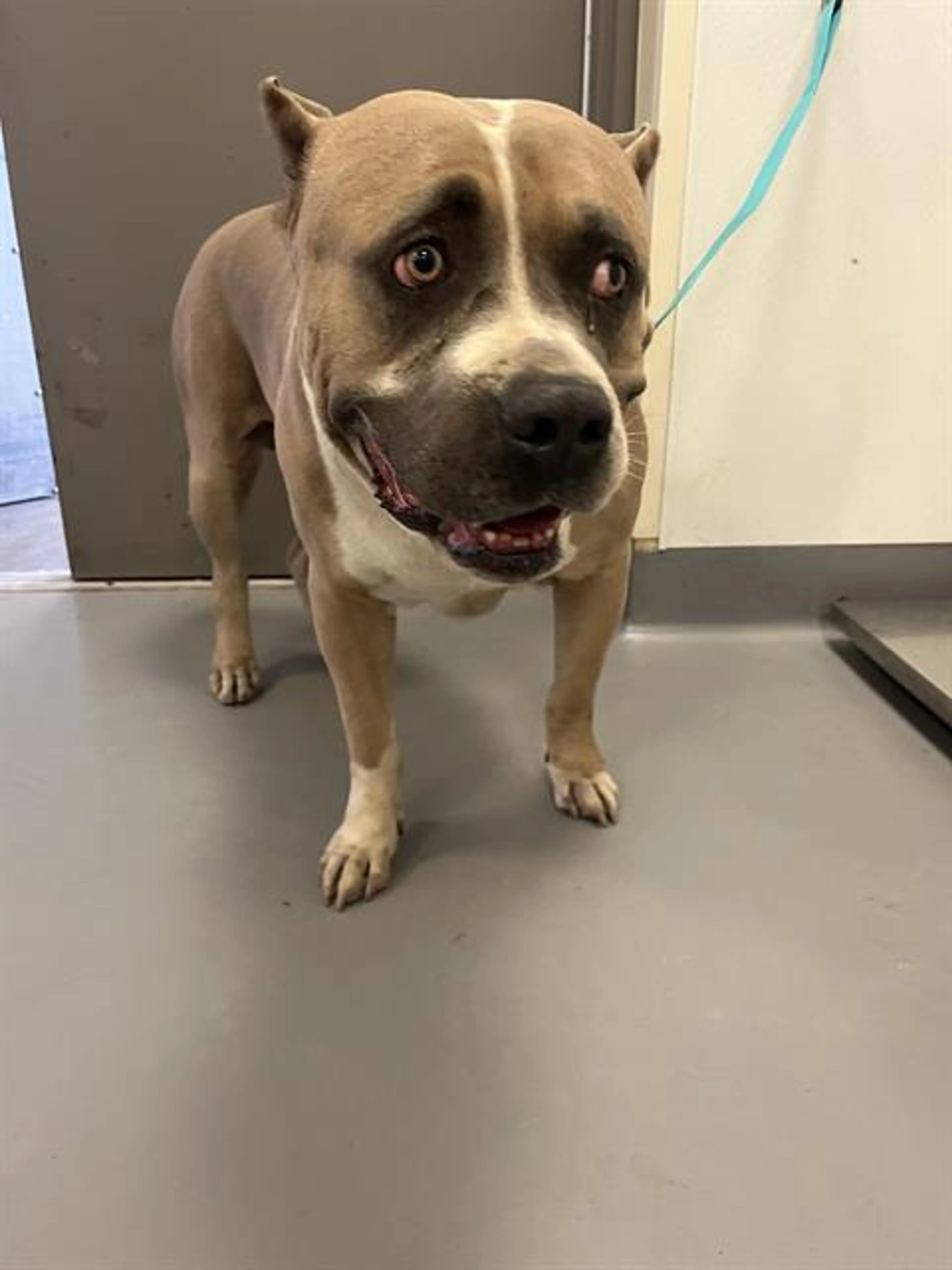 Found pet