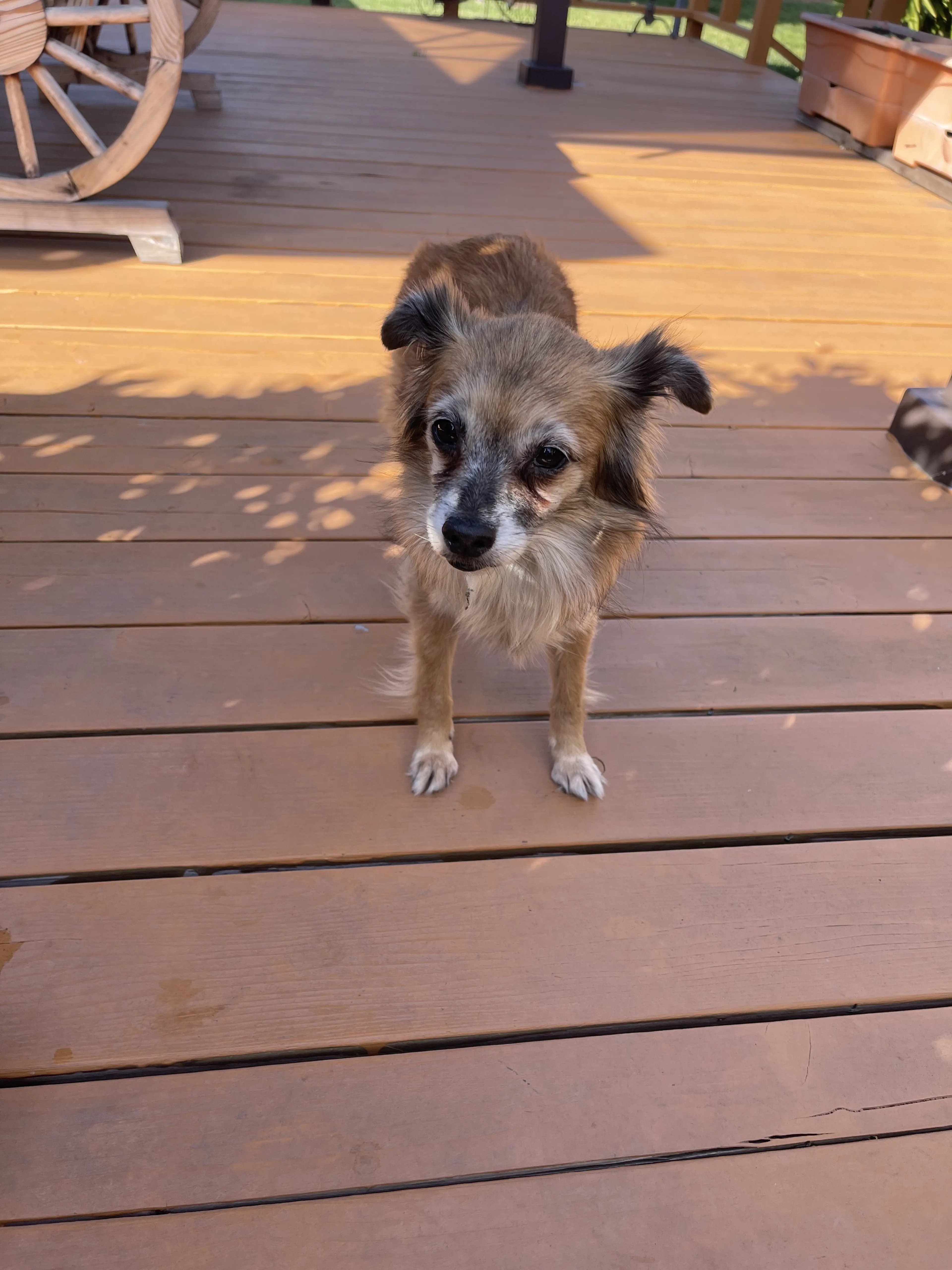 Lost pet