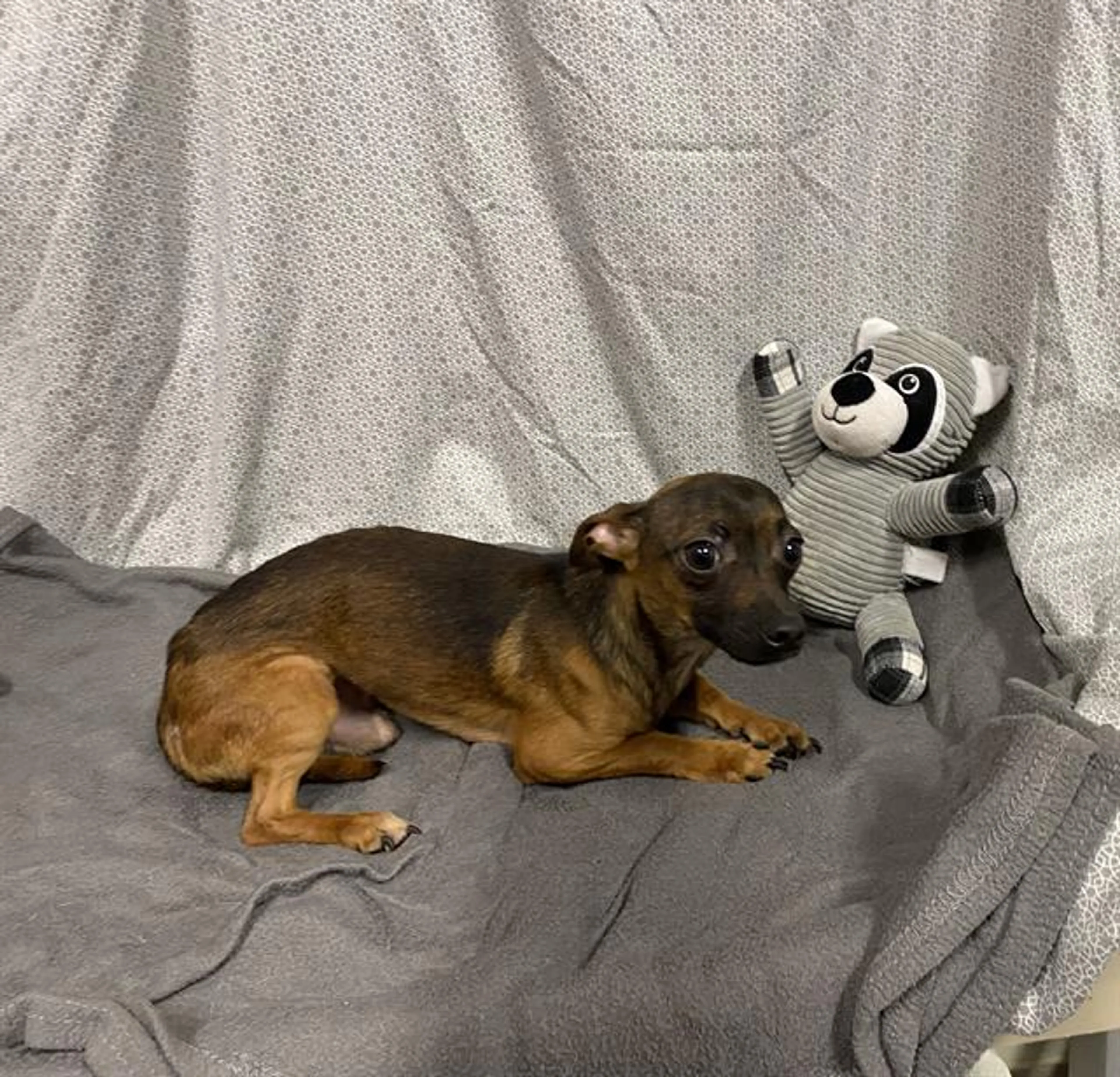 Found pet