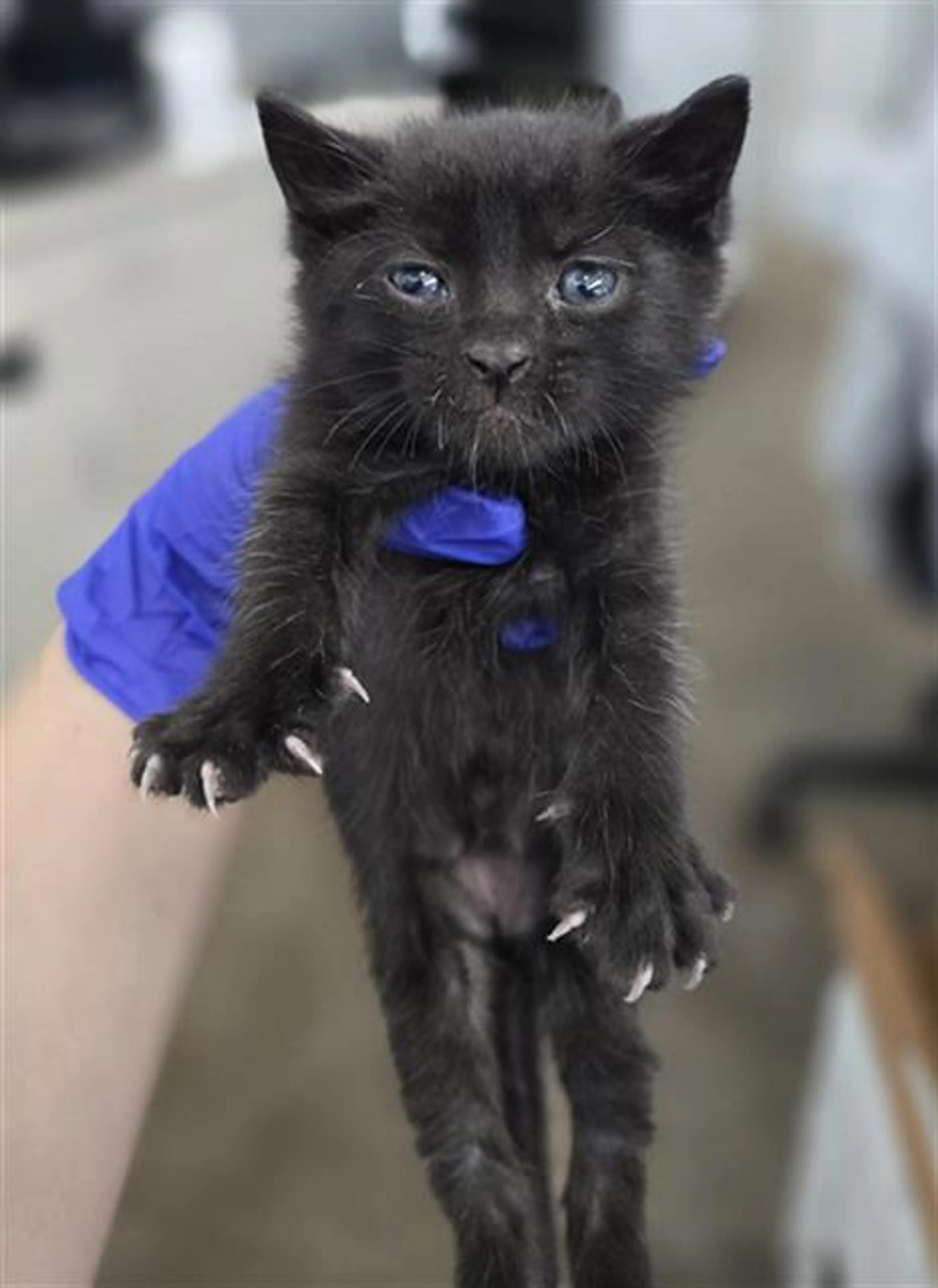 Found pet