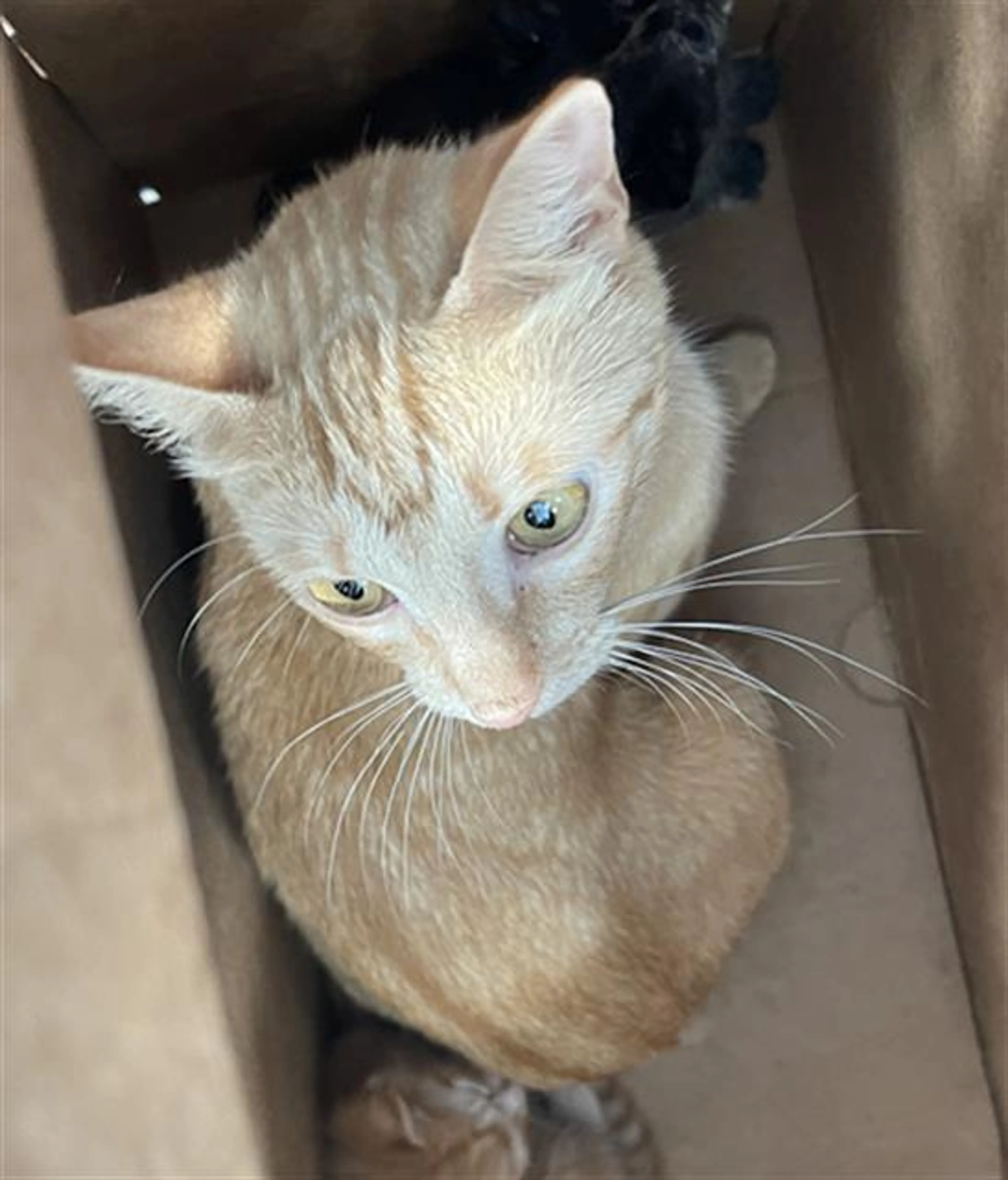 Found pet