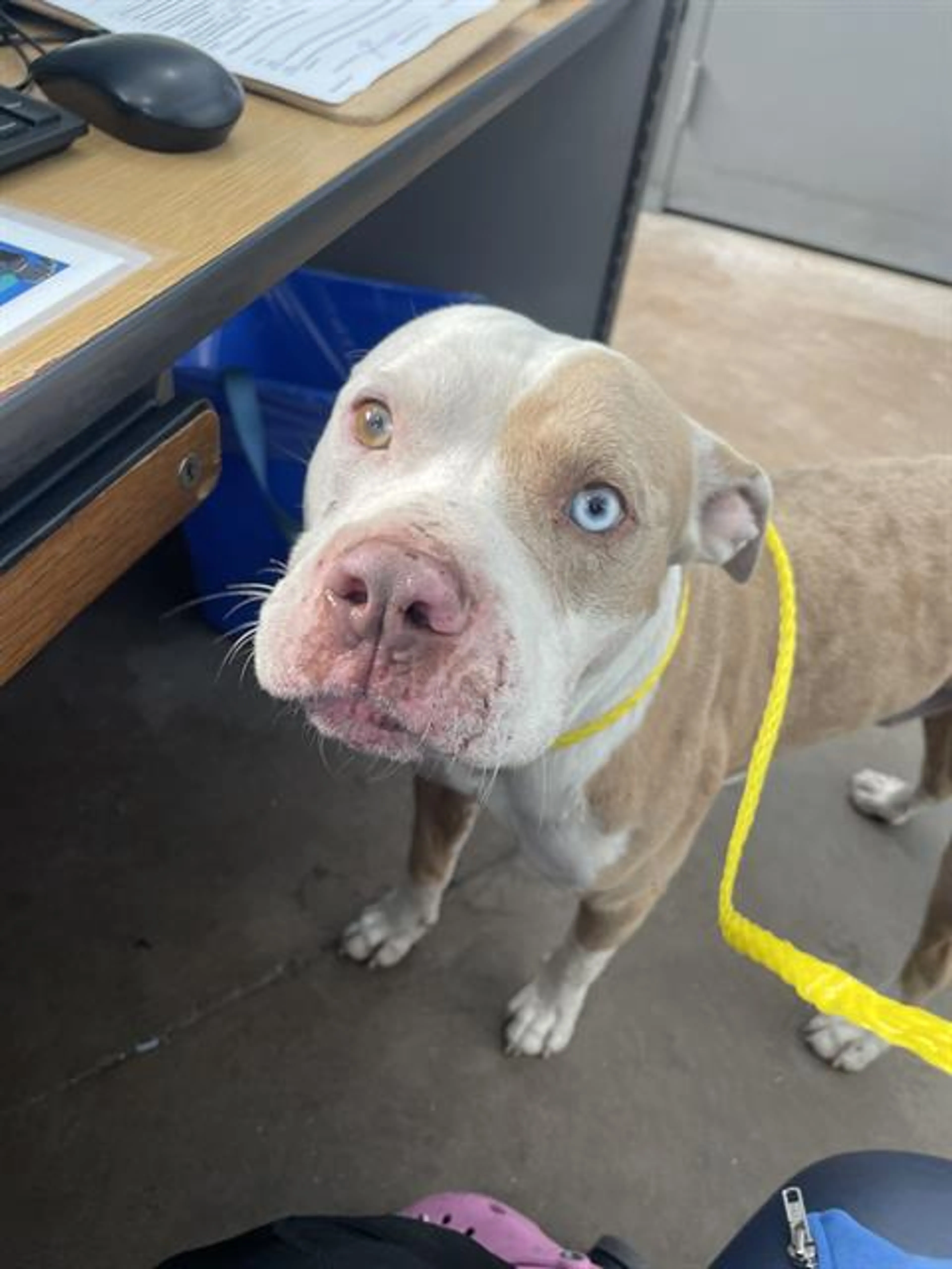 Found pet