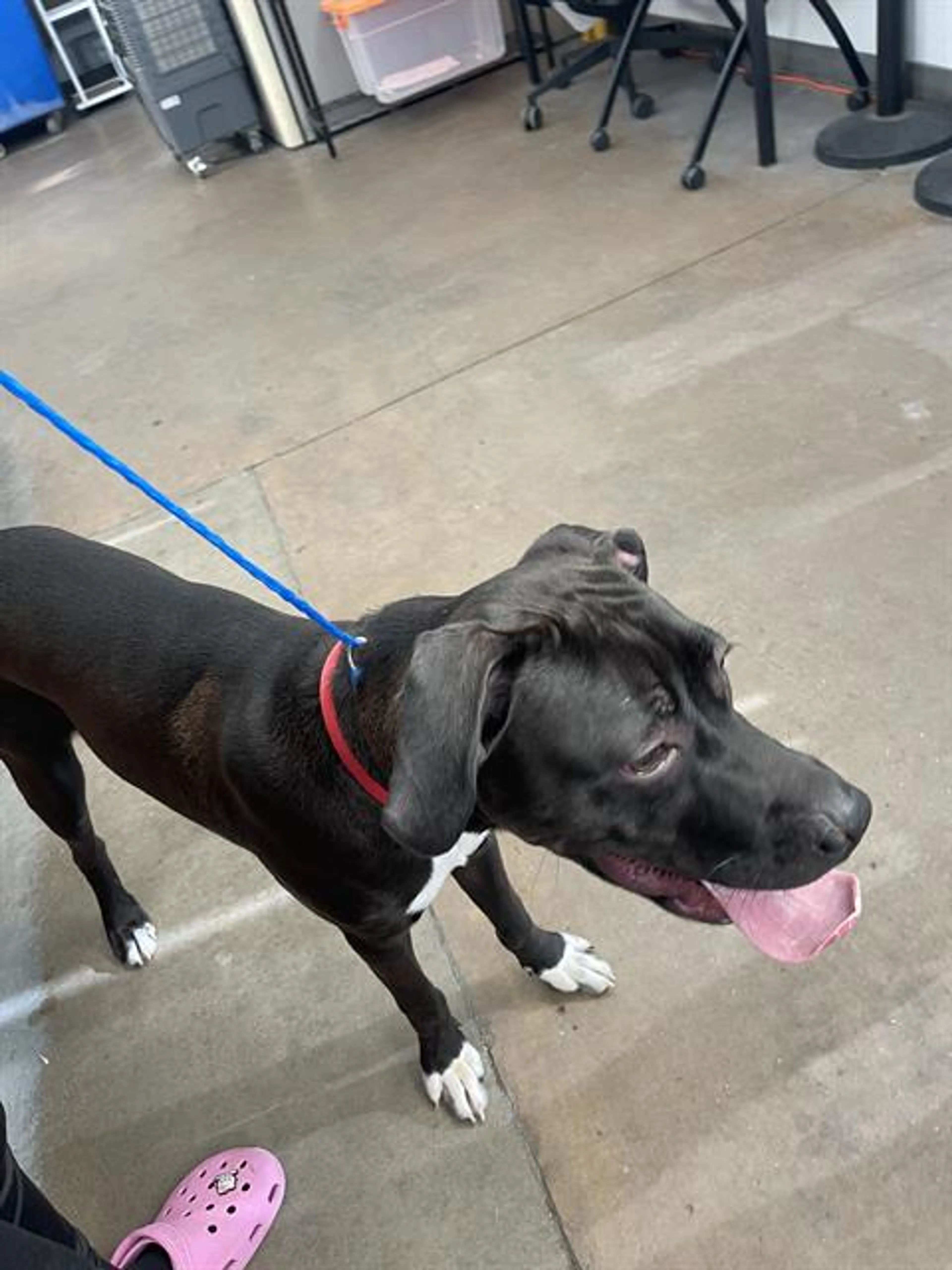 Found pet