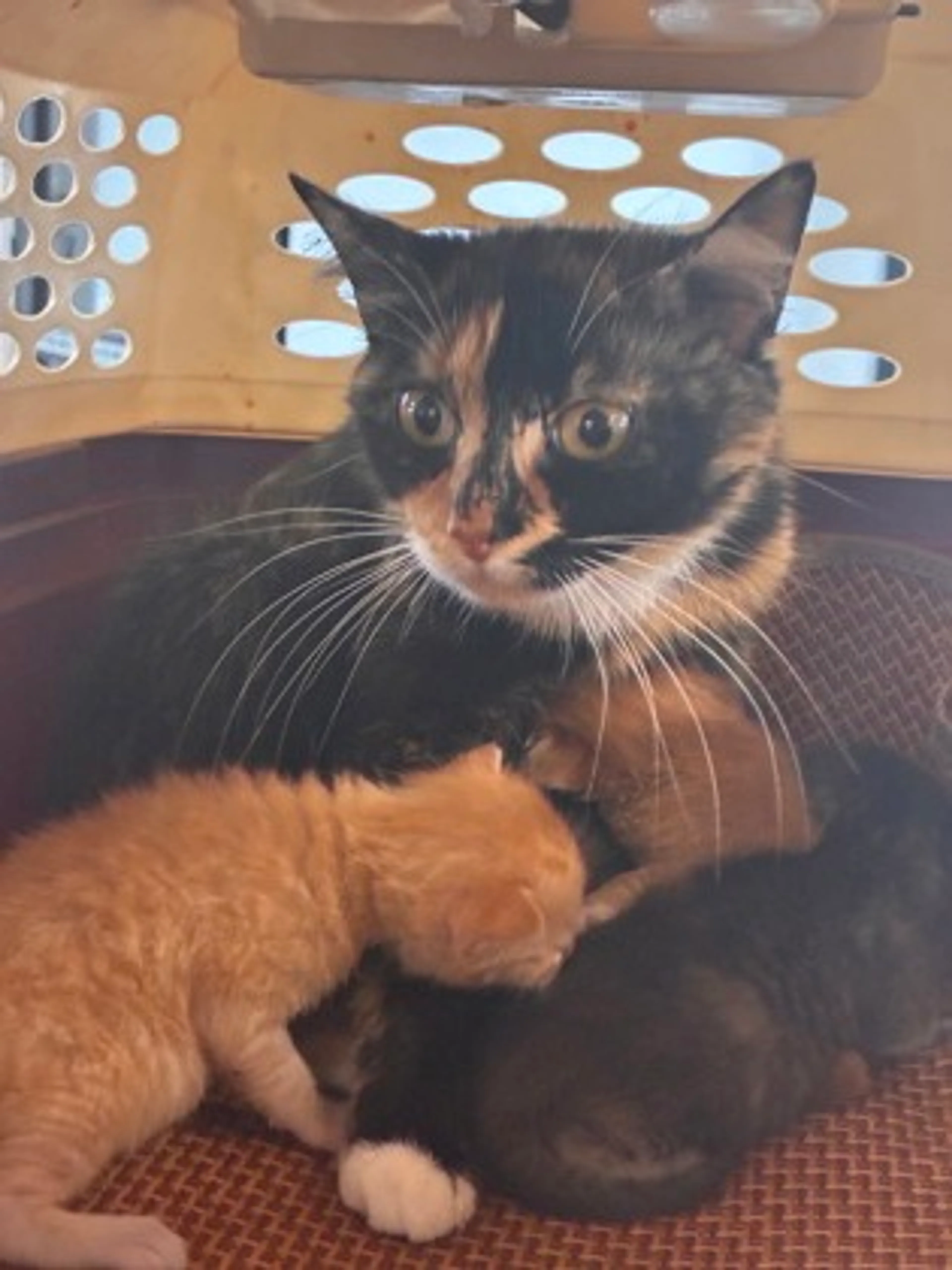 Found pet