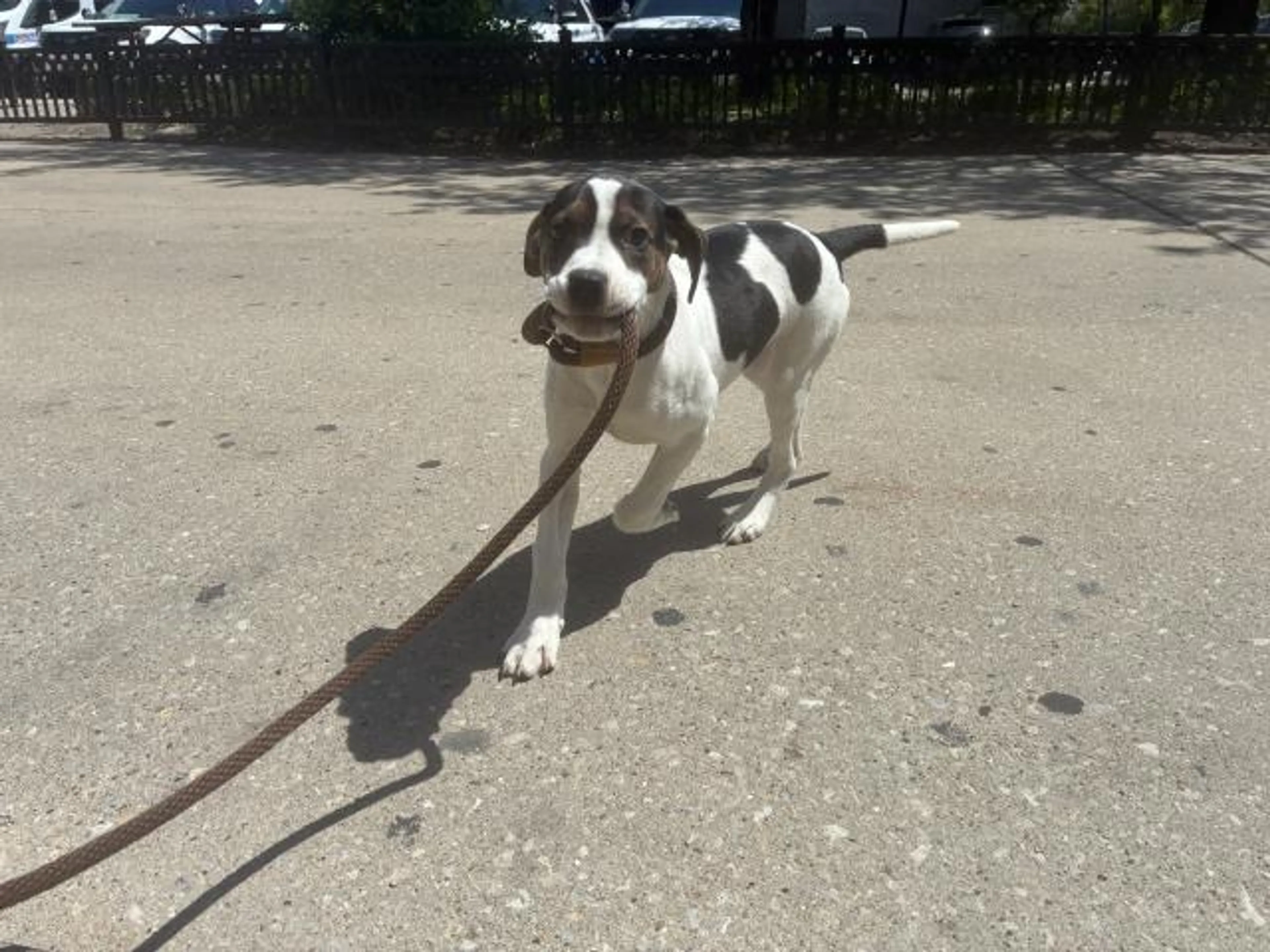 Found pet