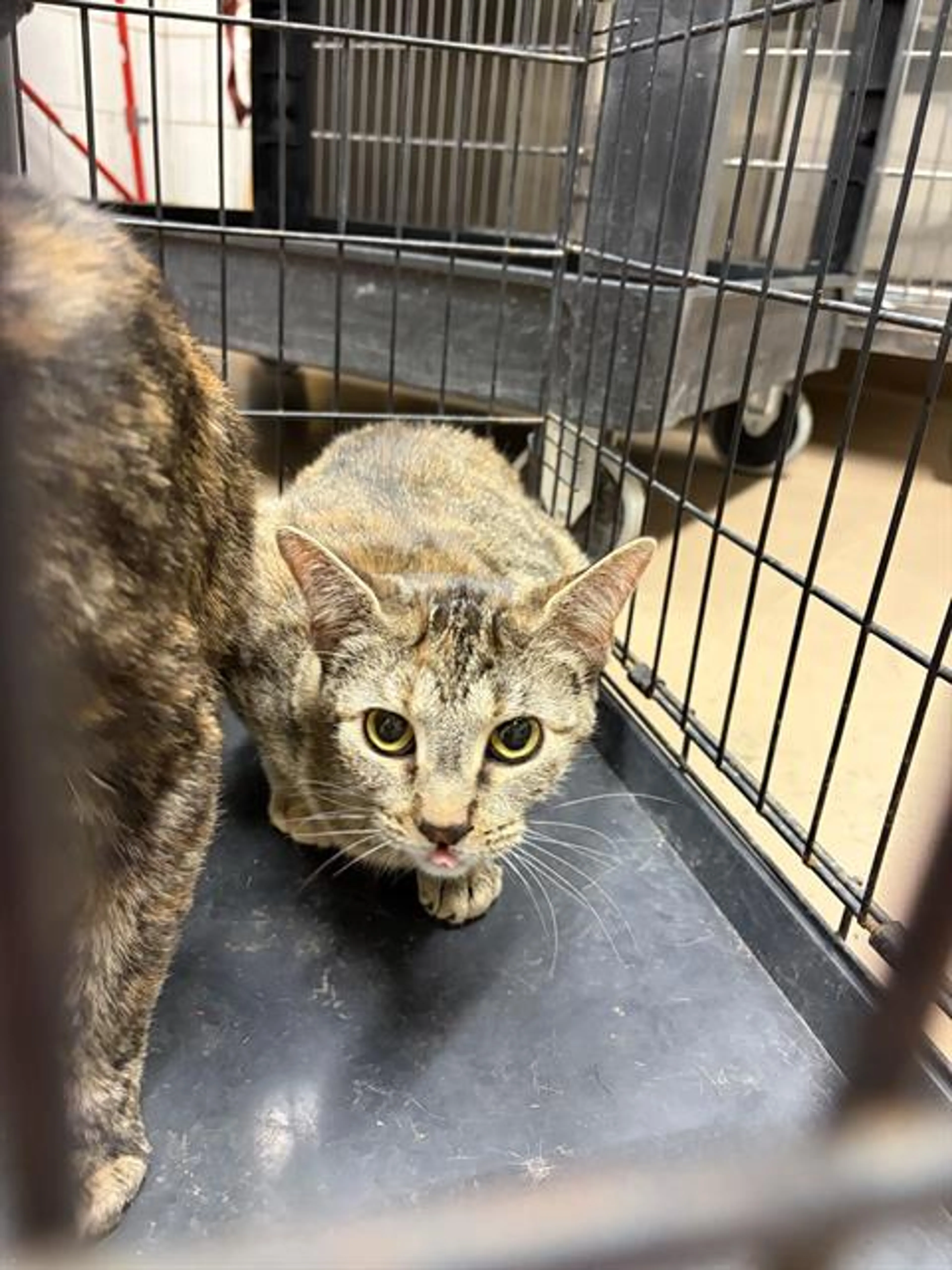 Found pet