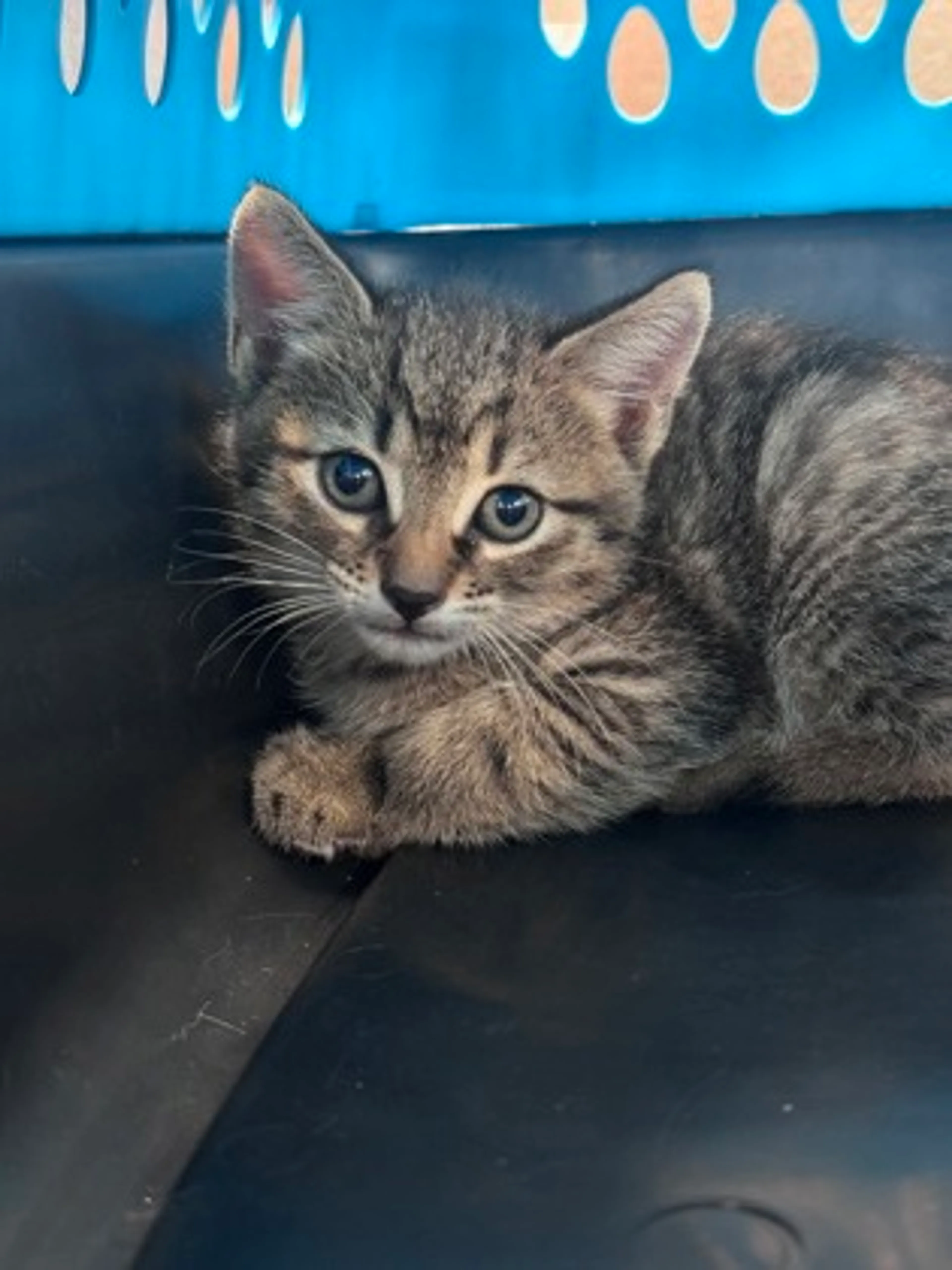 Found pet-1