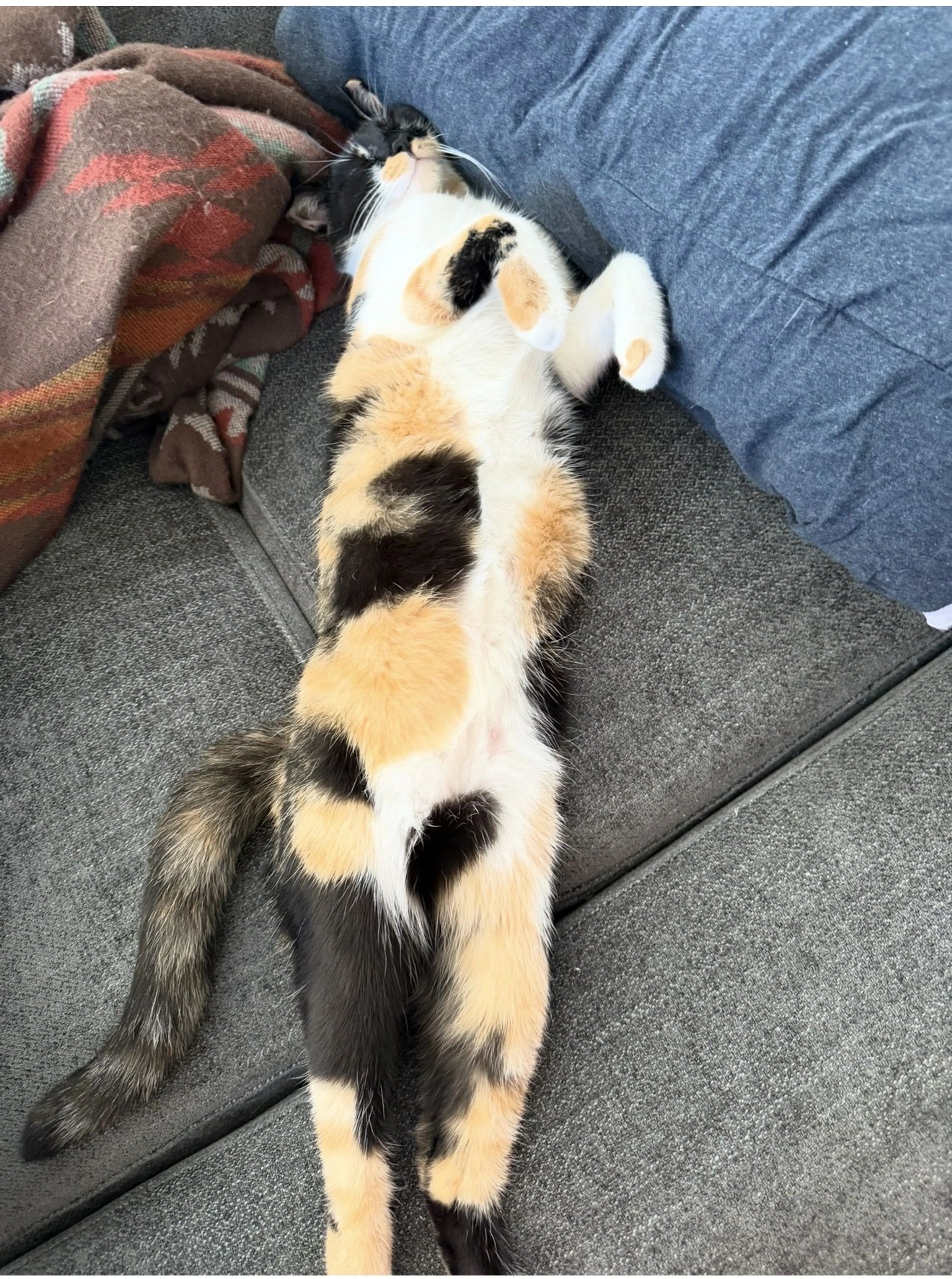 Lost pet