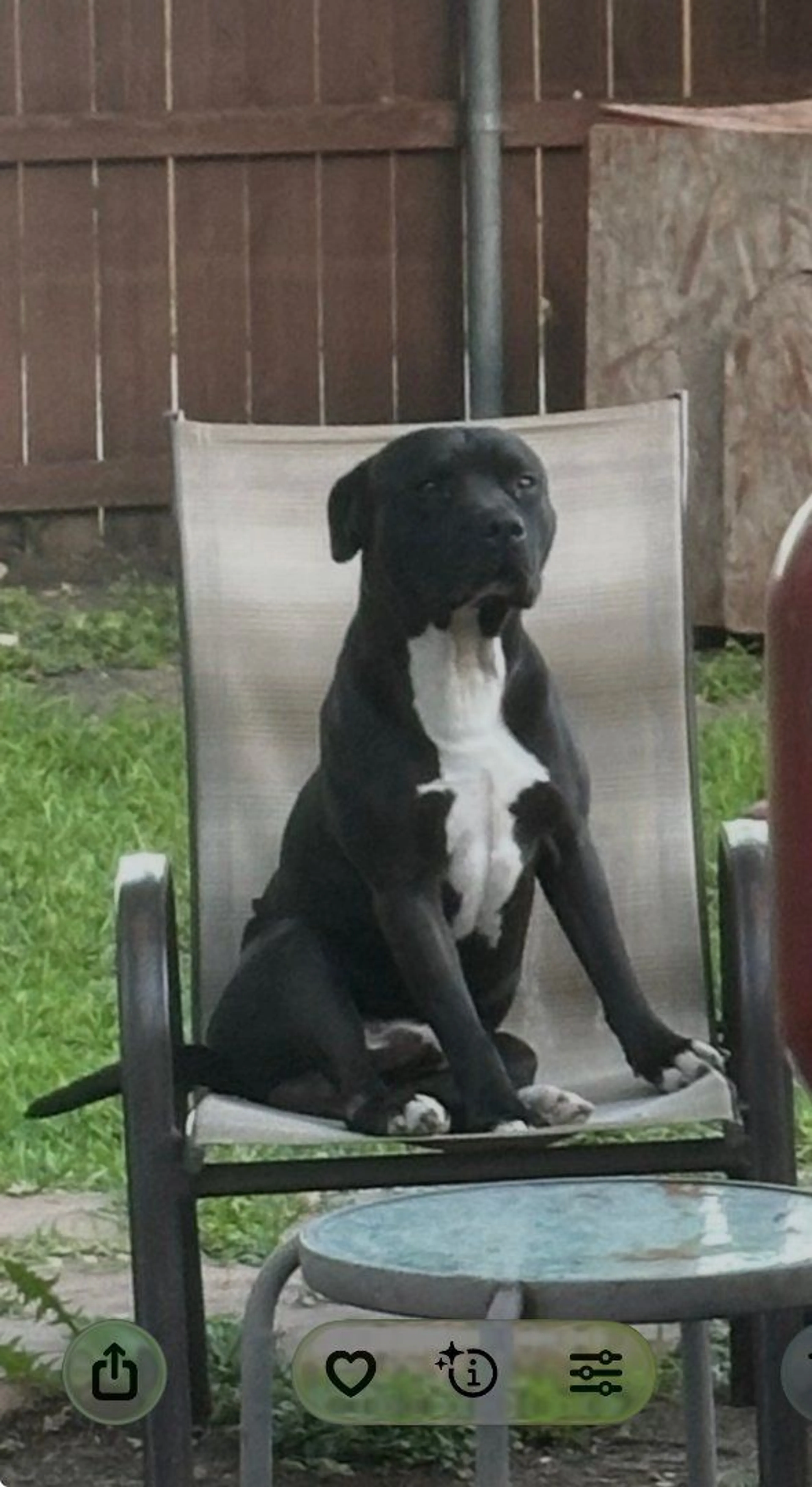 Lost pet