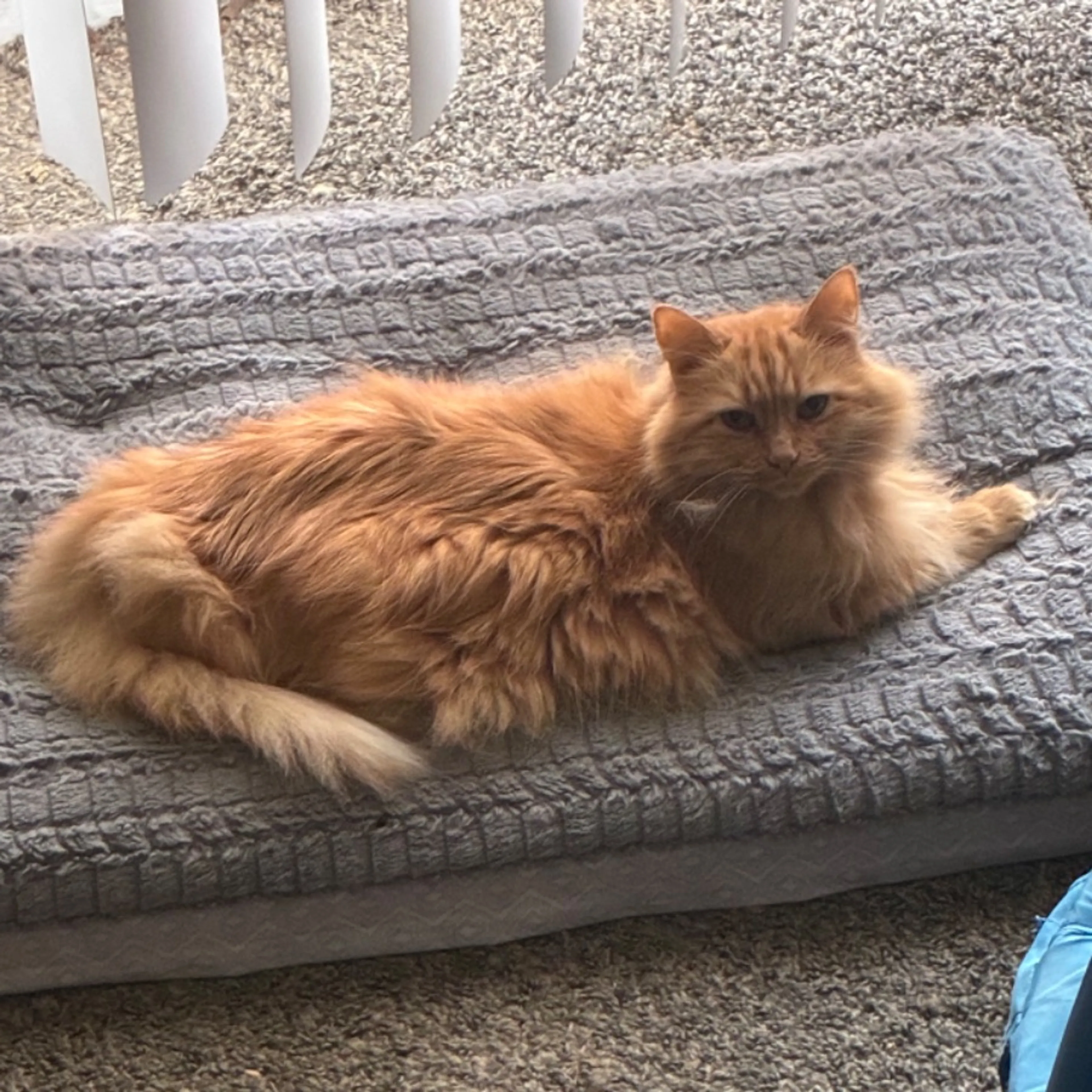 Lost pet