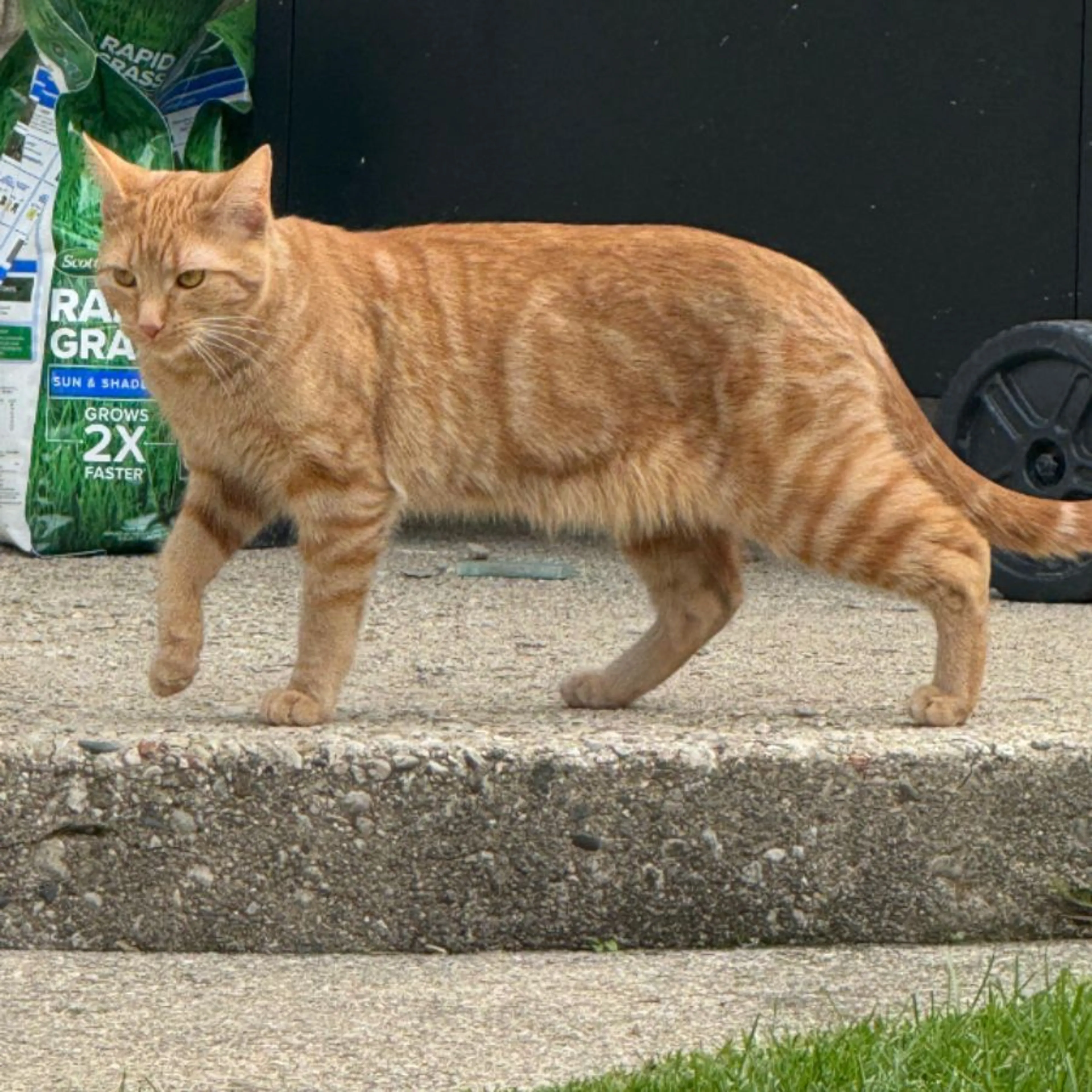 Lost pet