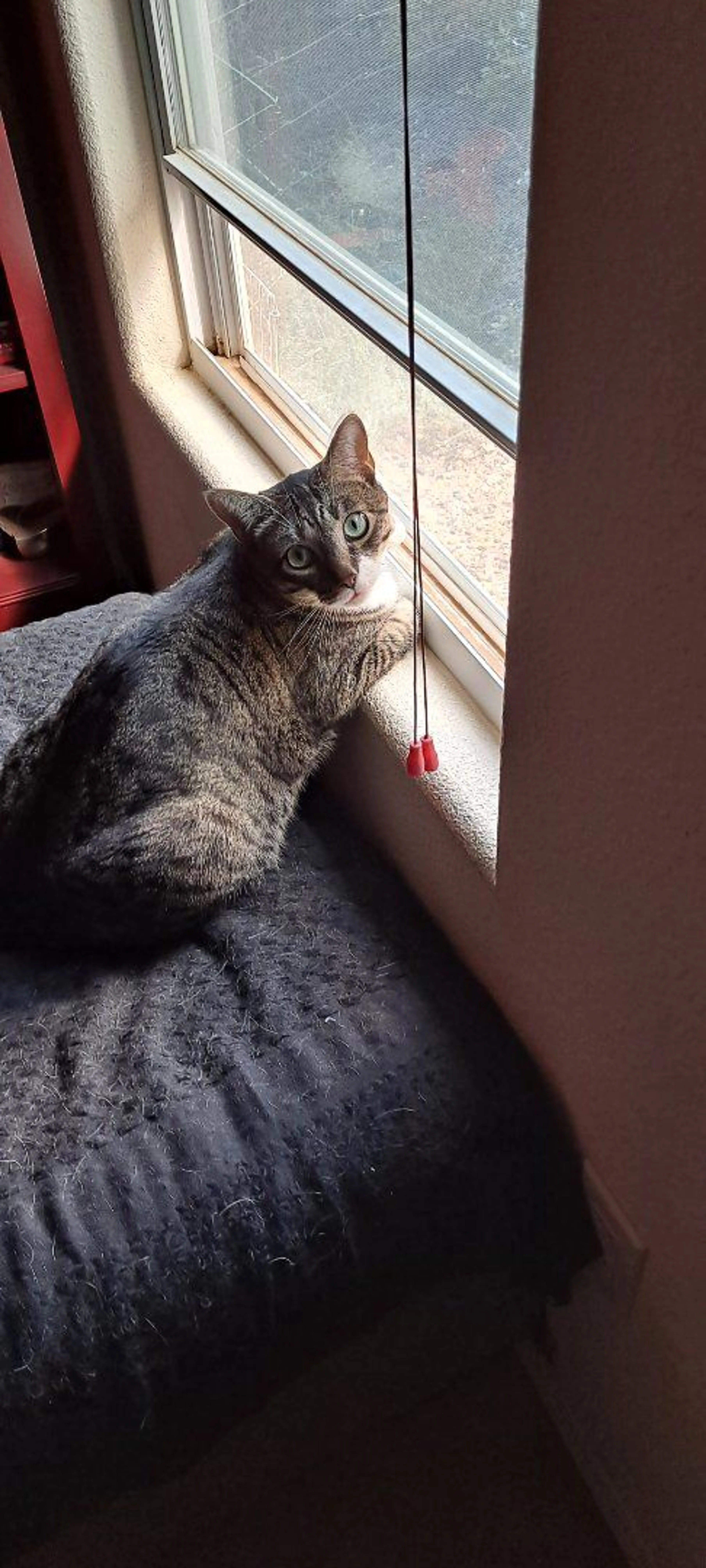 Lost pet-1
