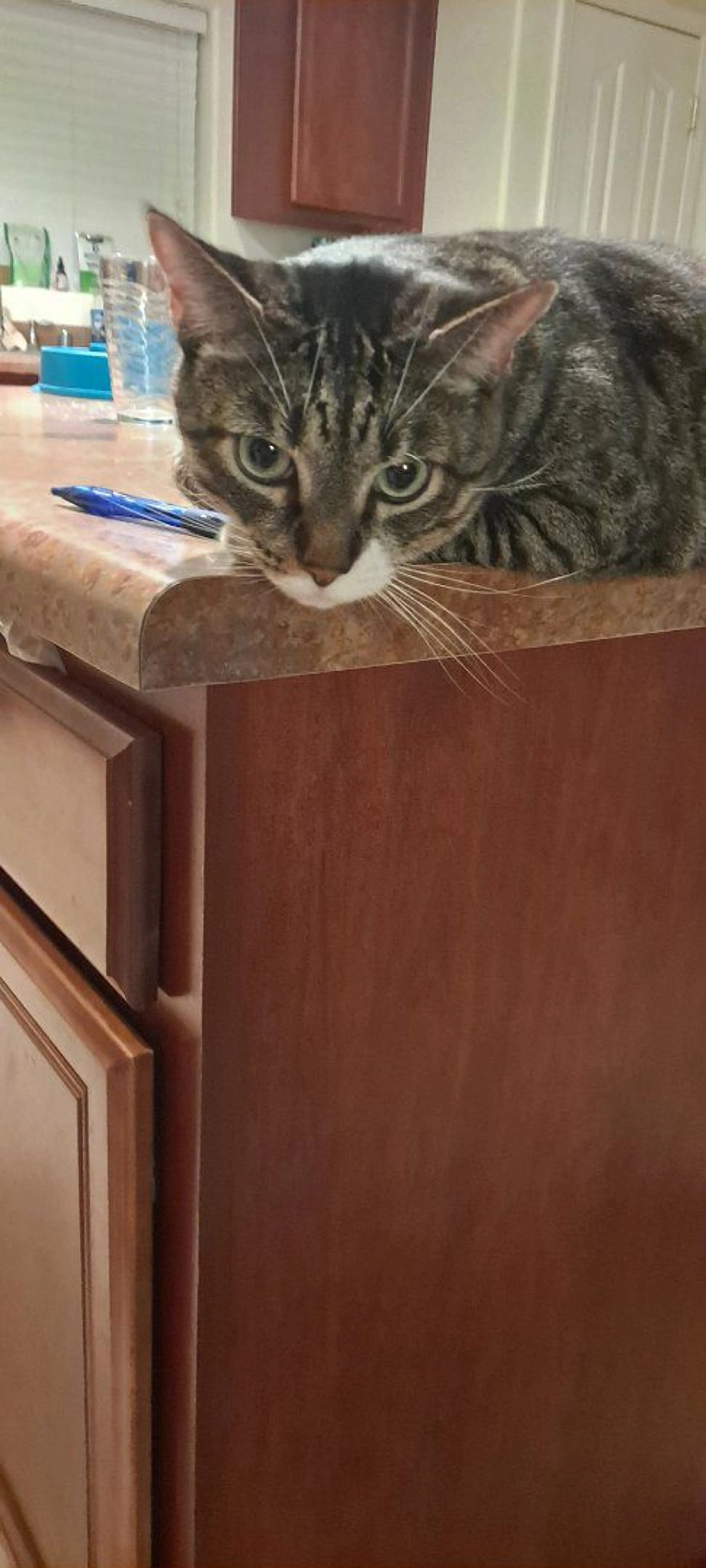 Lost pet-2