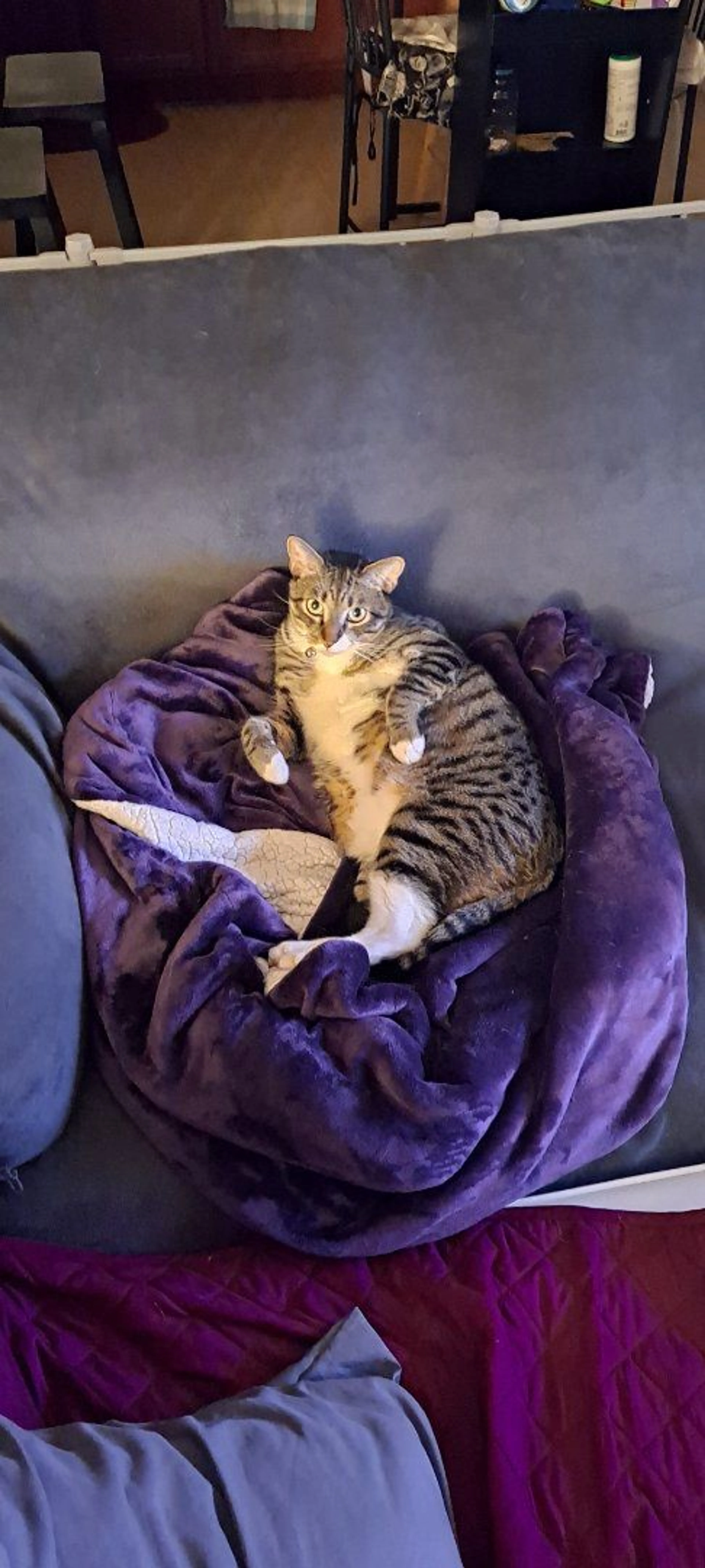 Lost pet-3