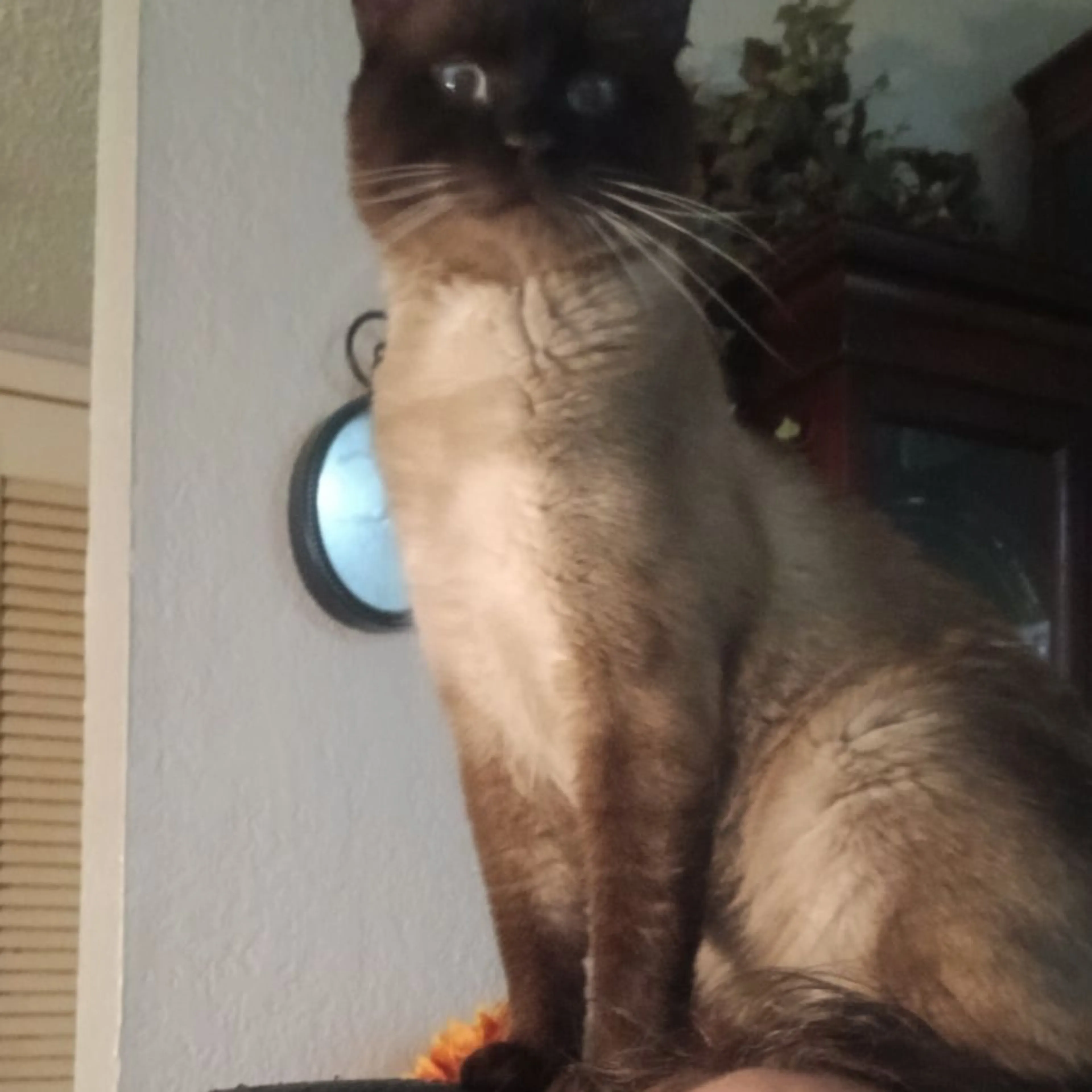 Lost pet