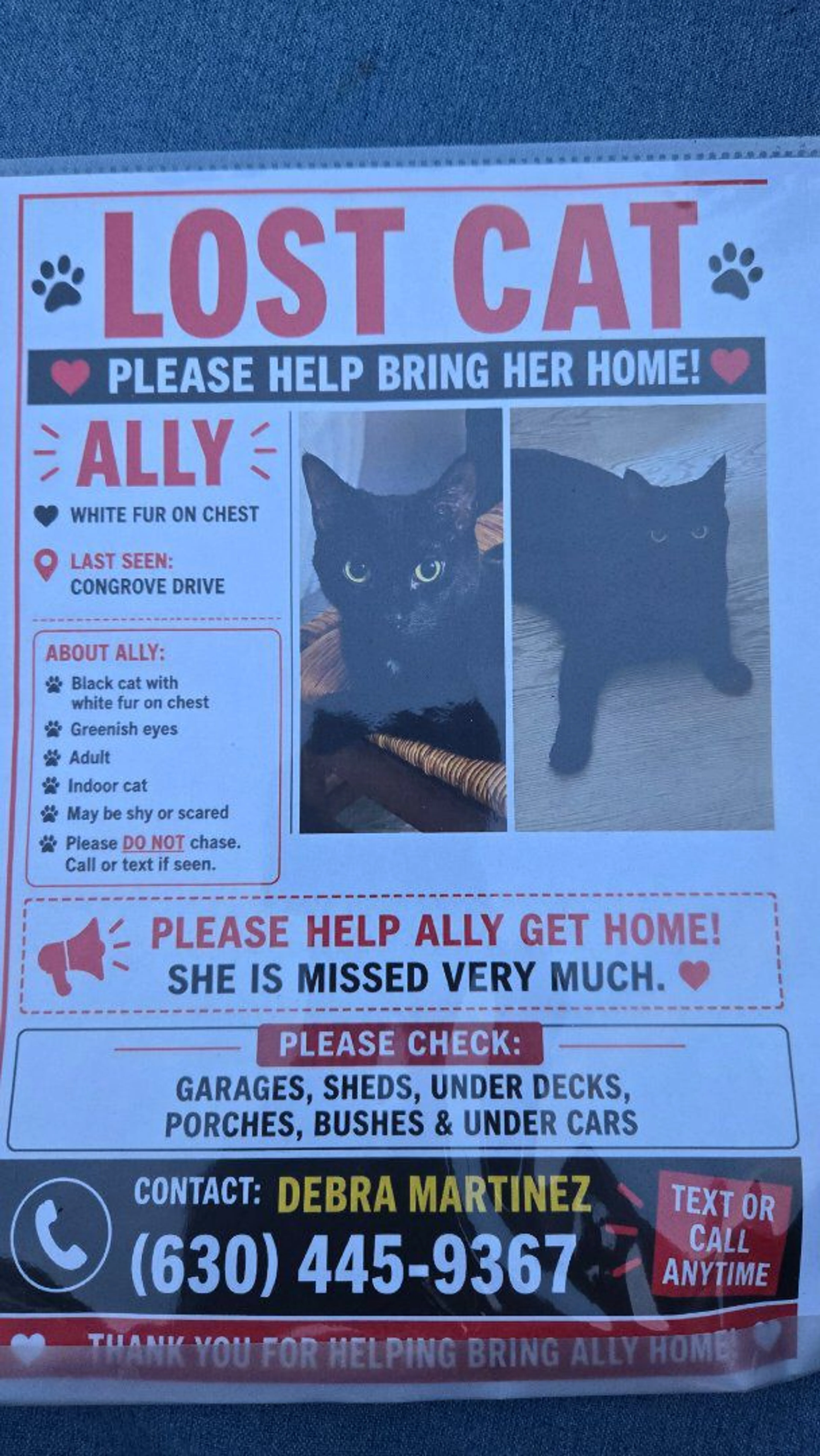 Lost pet
