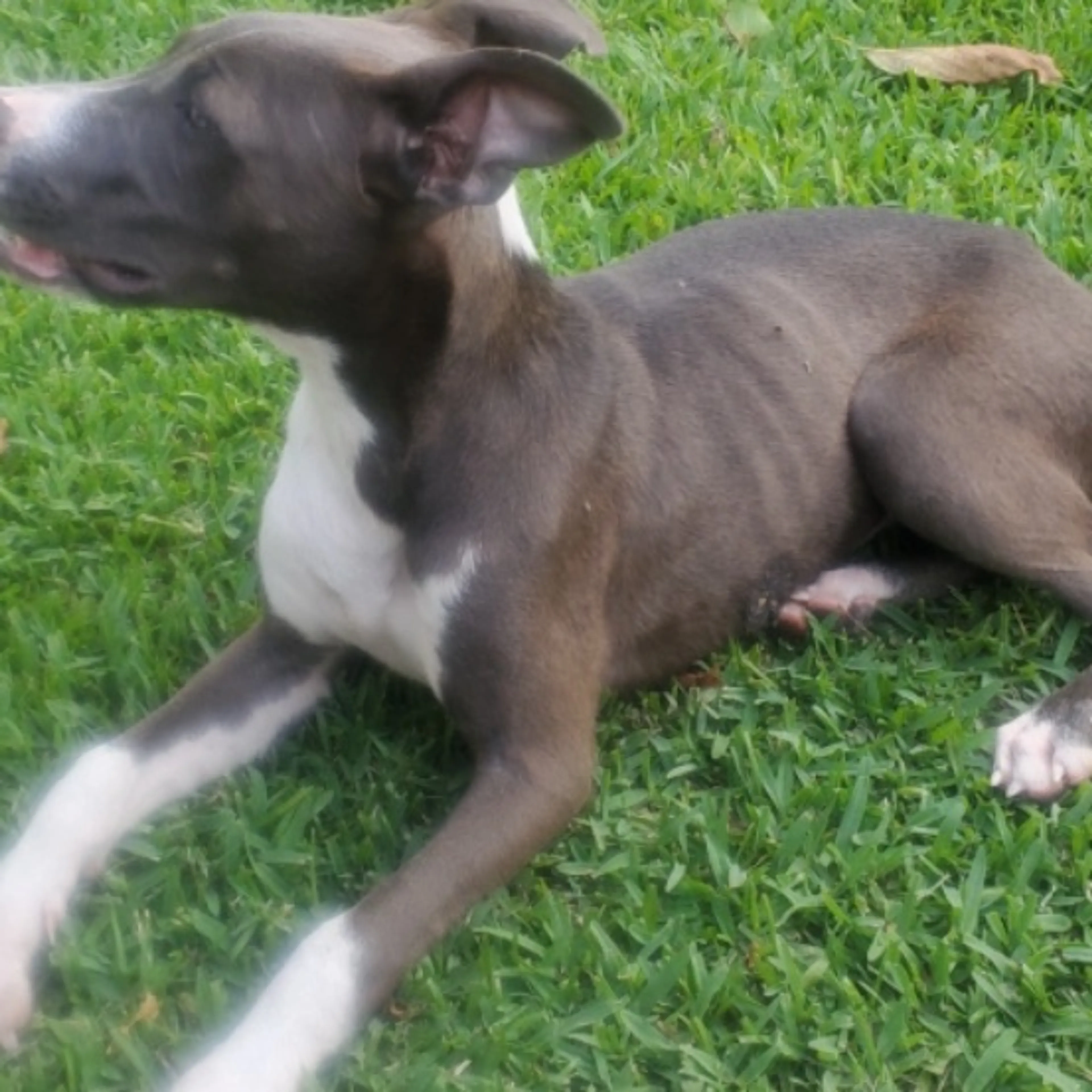 Found pet