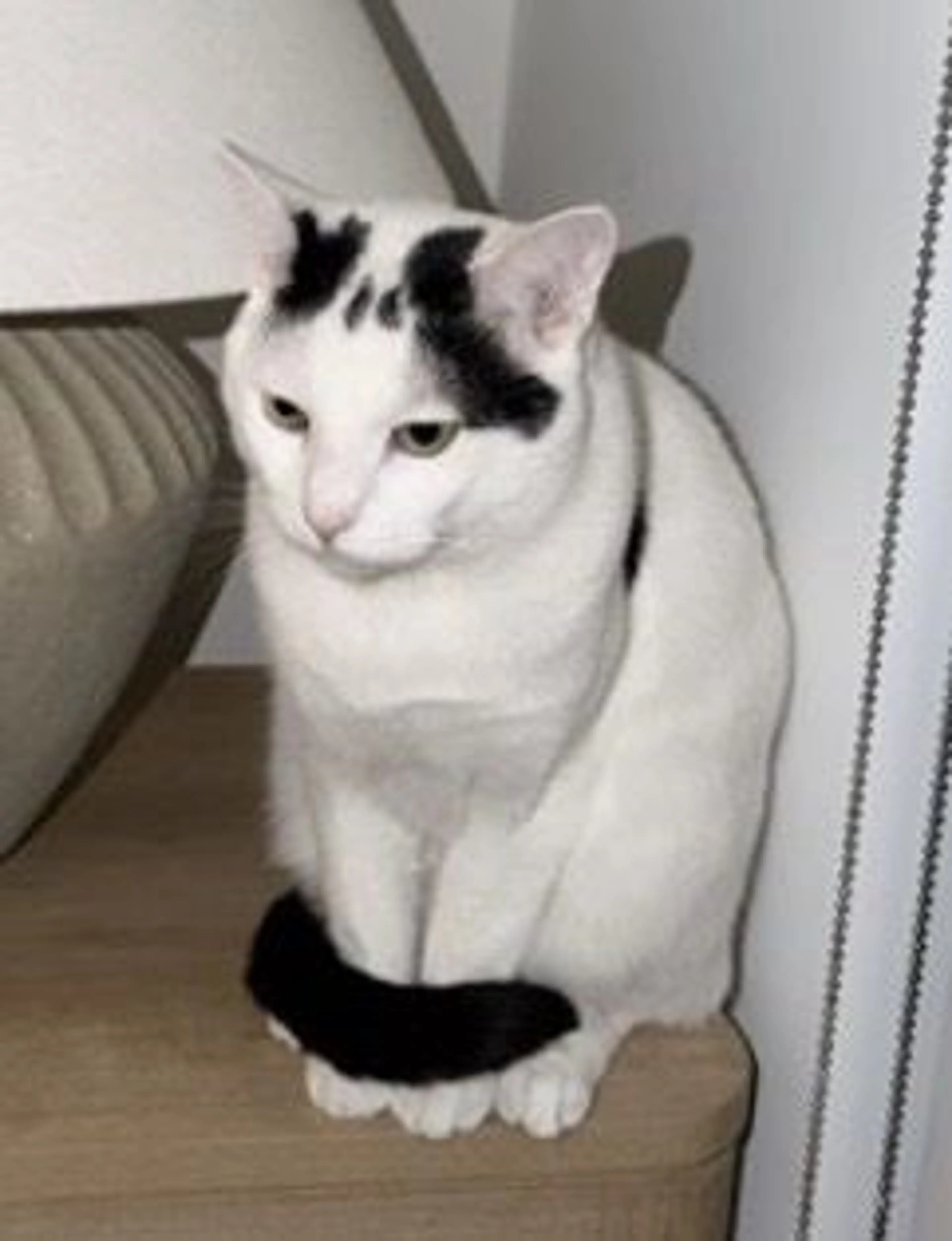 Lost pet-0
