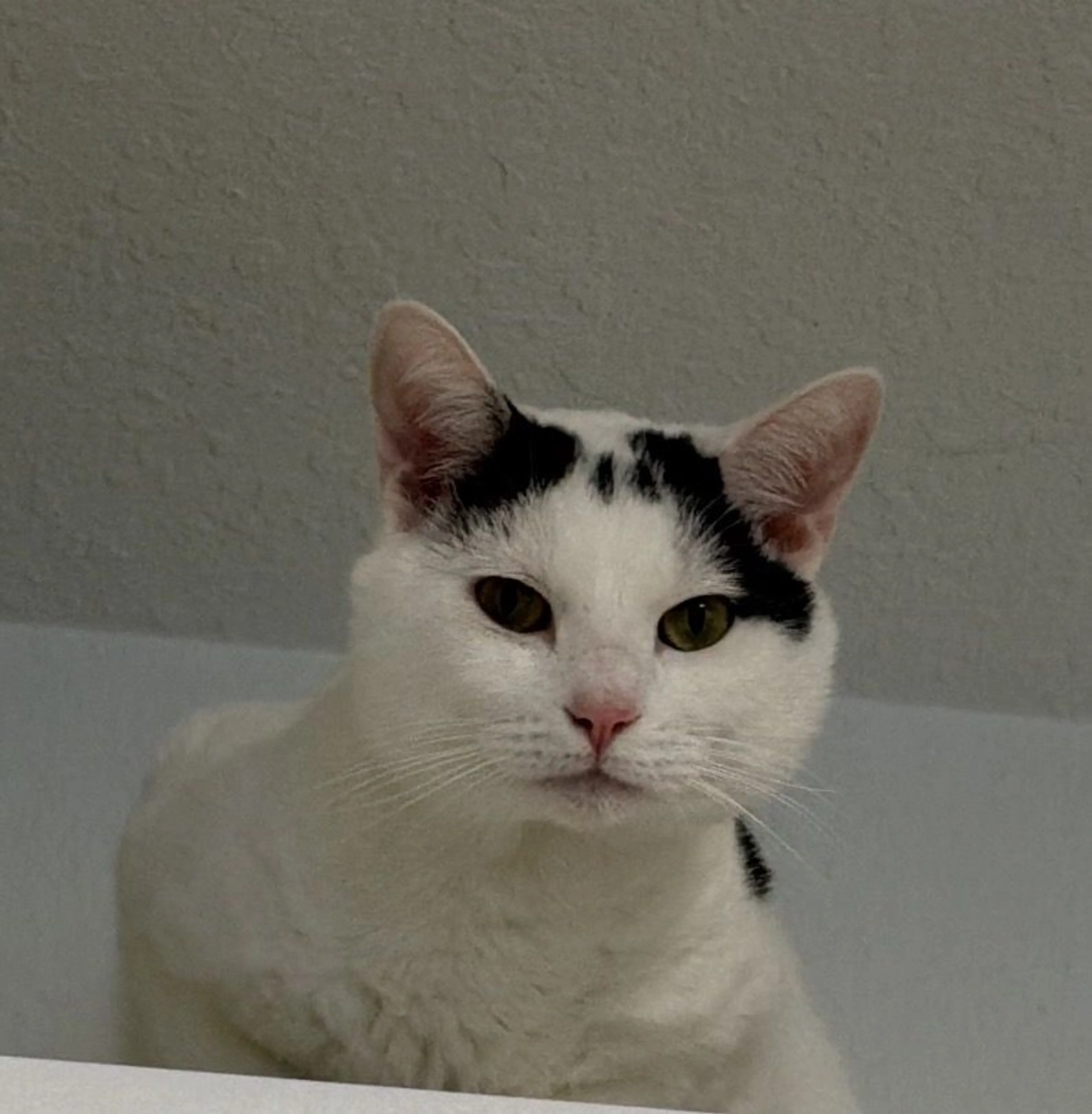 Lost pet-1
