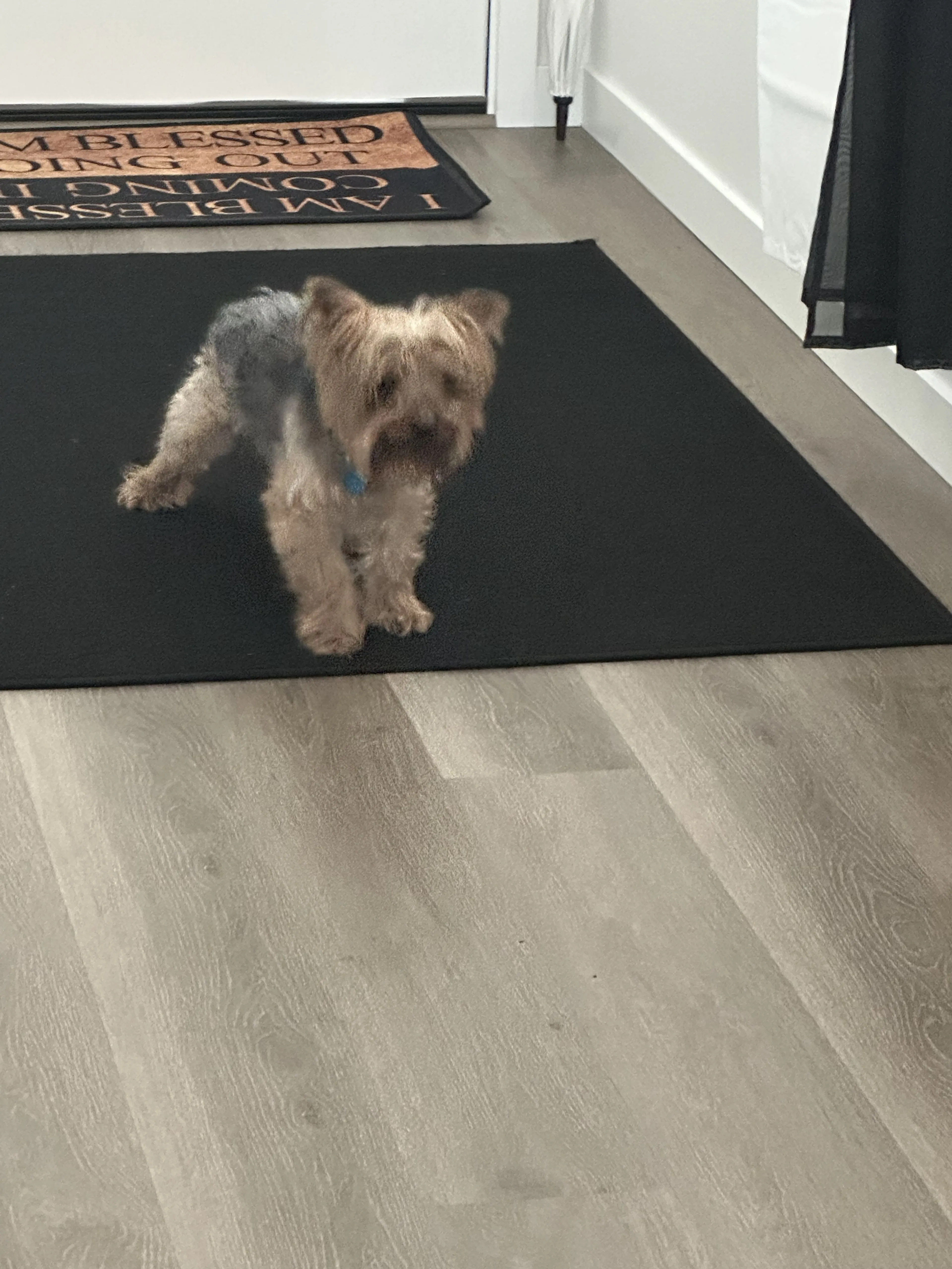 Lost pet