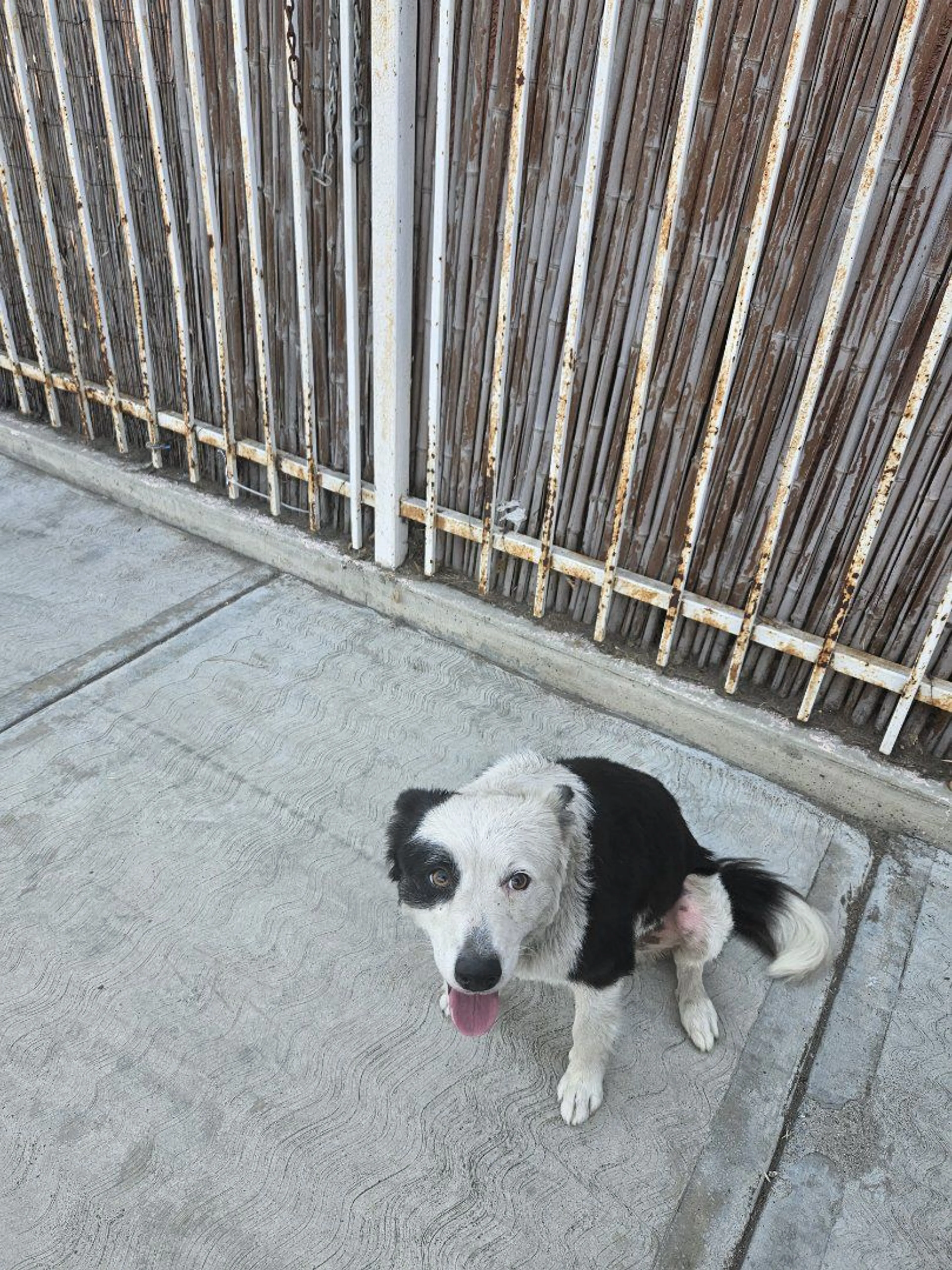 Lost pet-0
