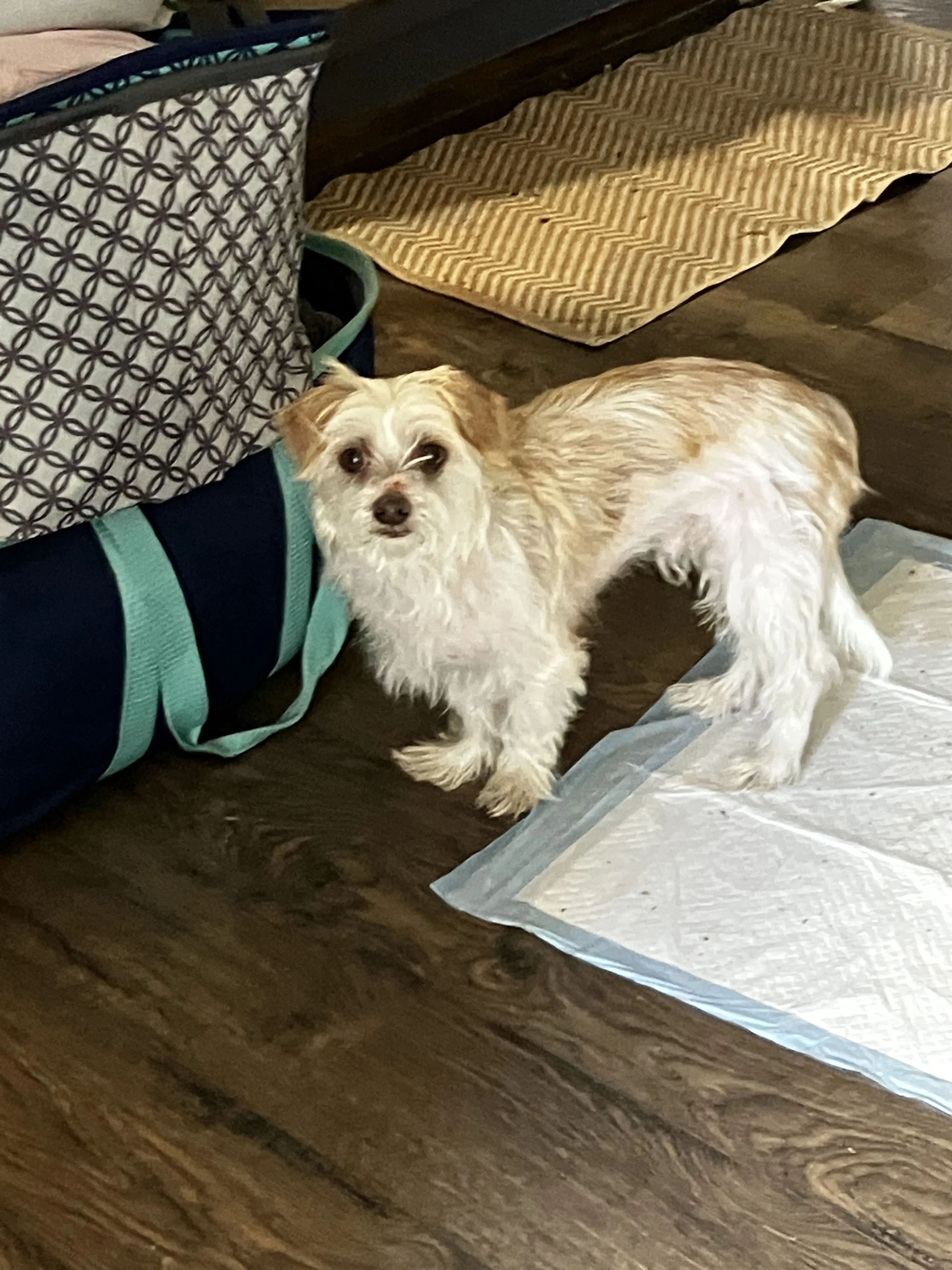 Lost pet