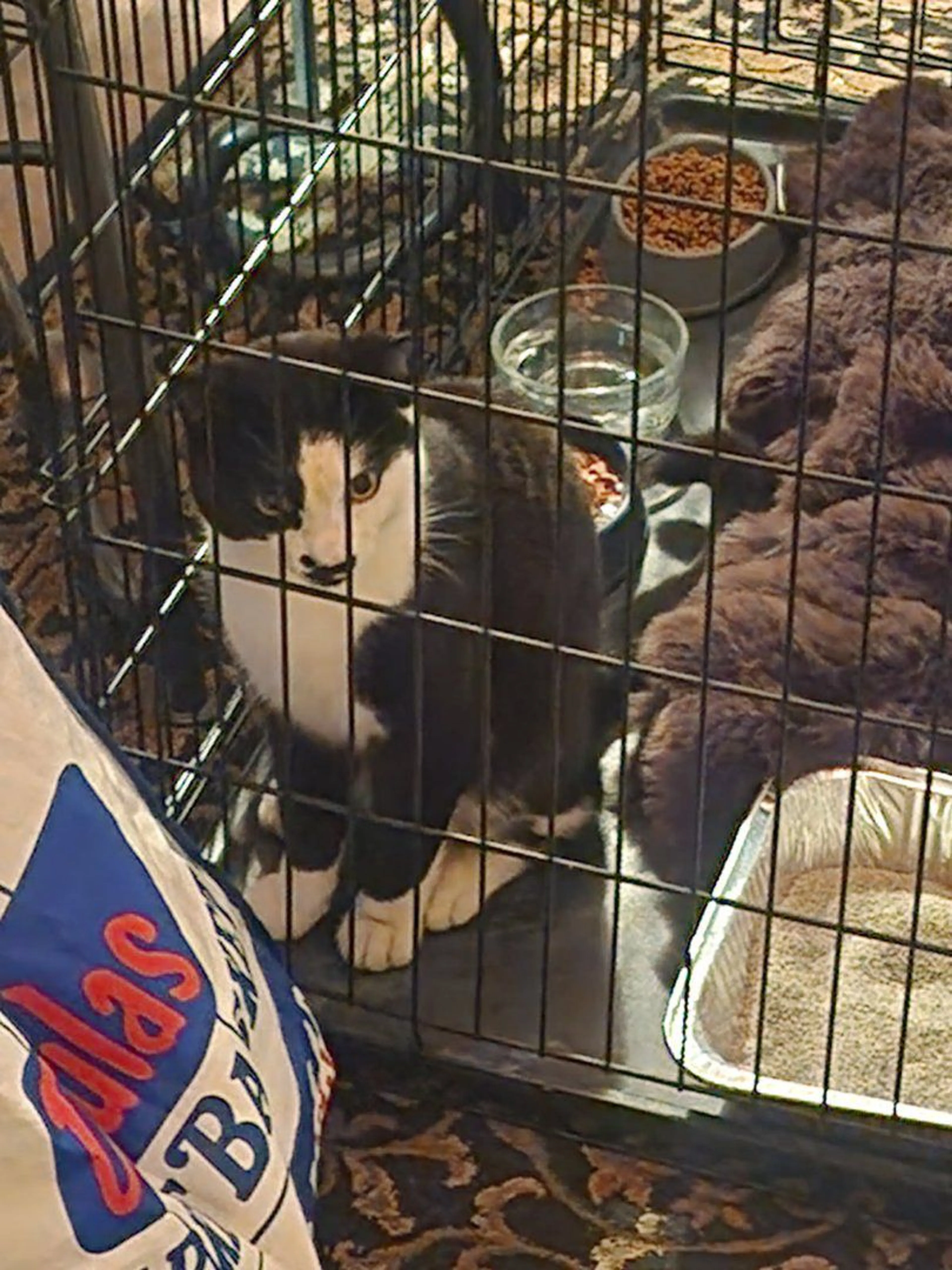 Lost pet