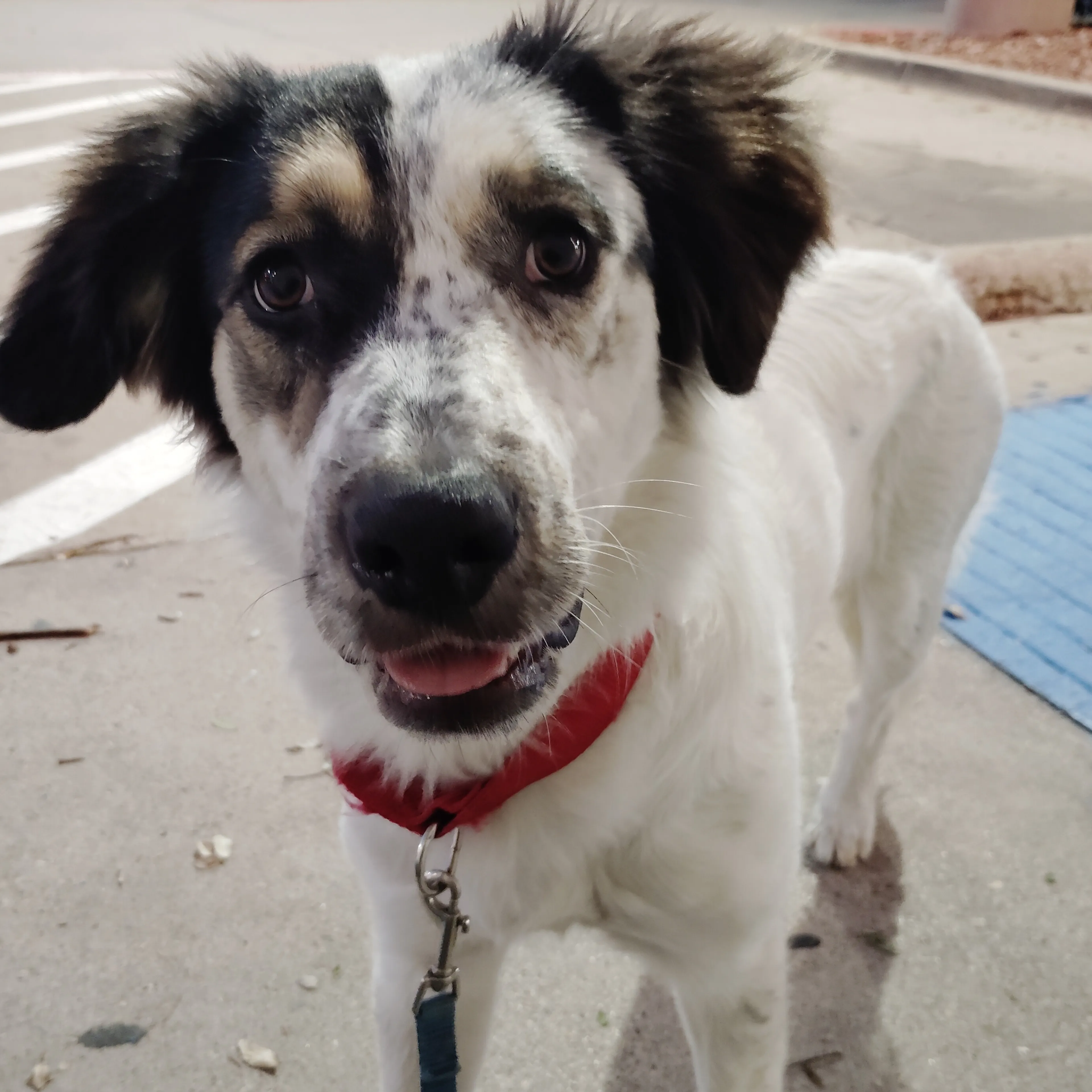 Lost pet-1