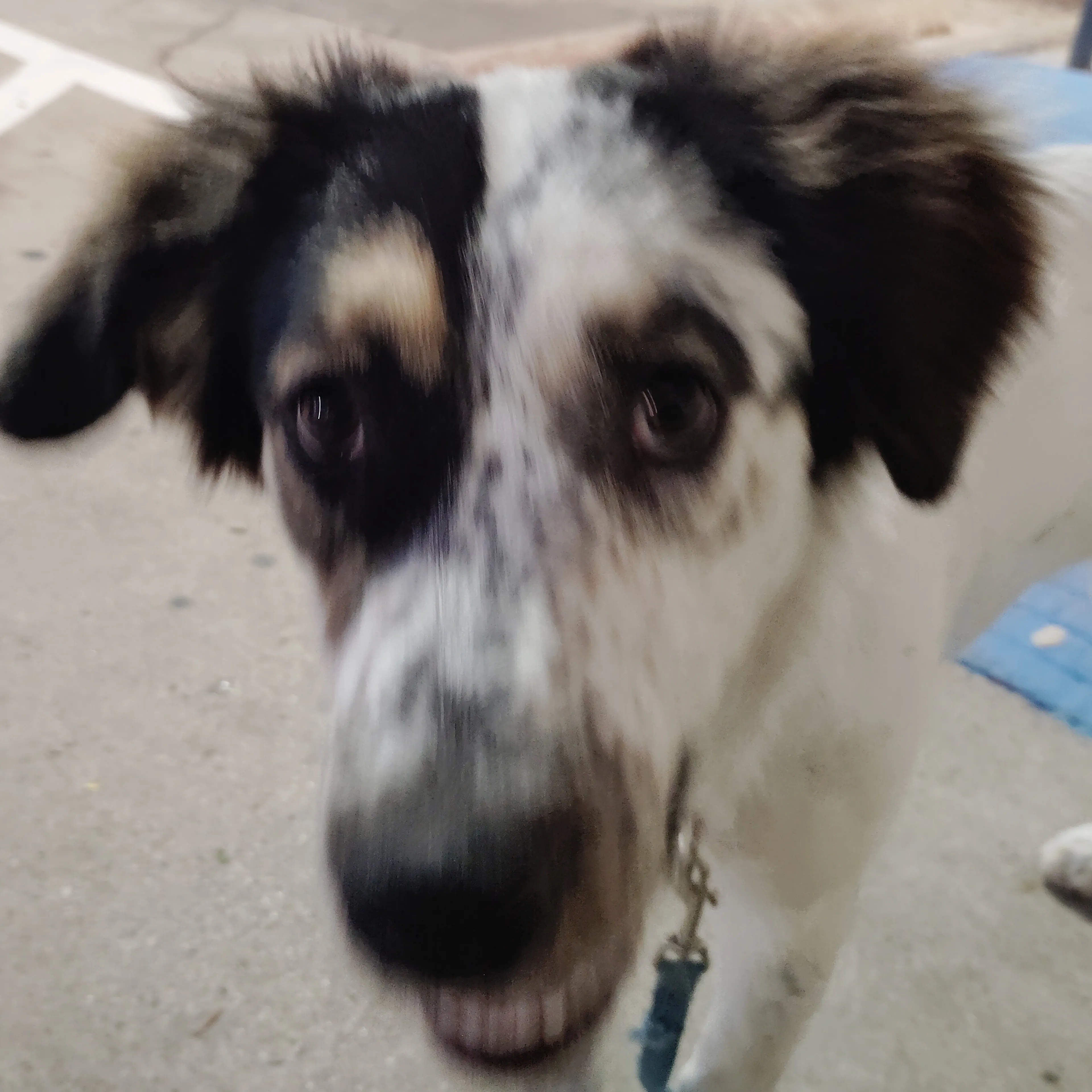 Lost pet-2