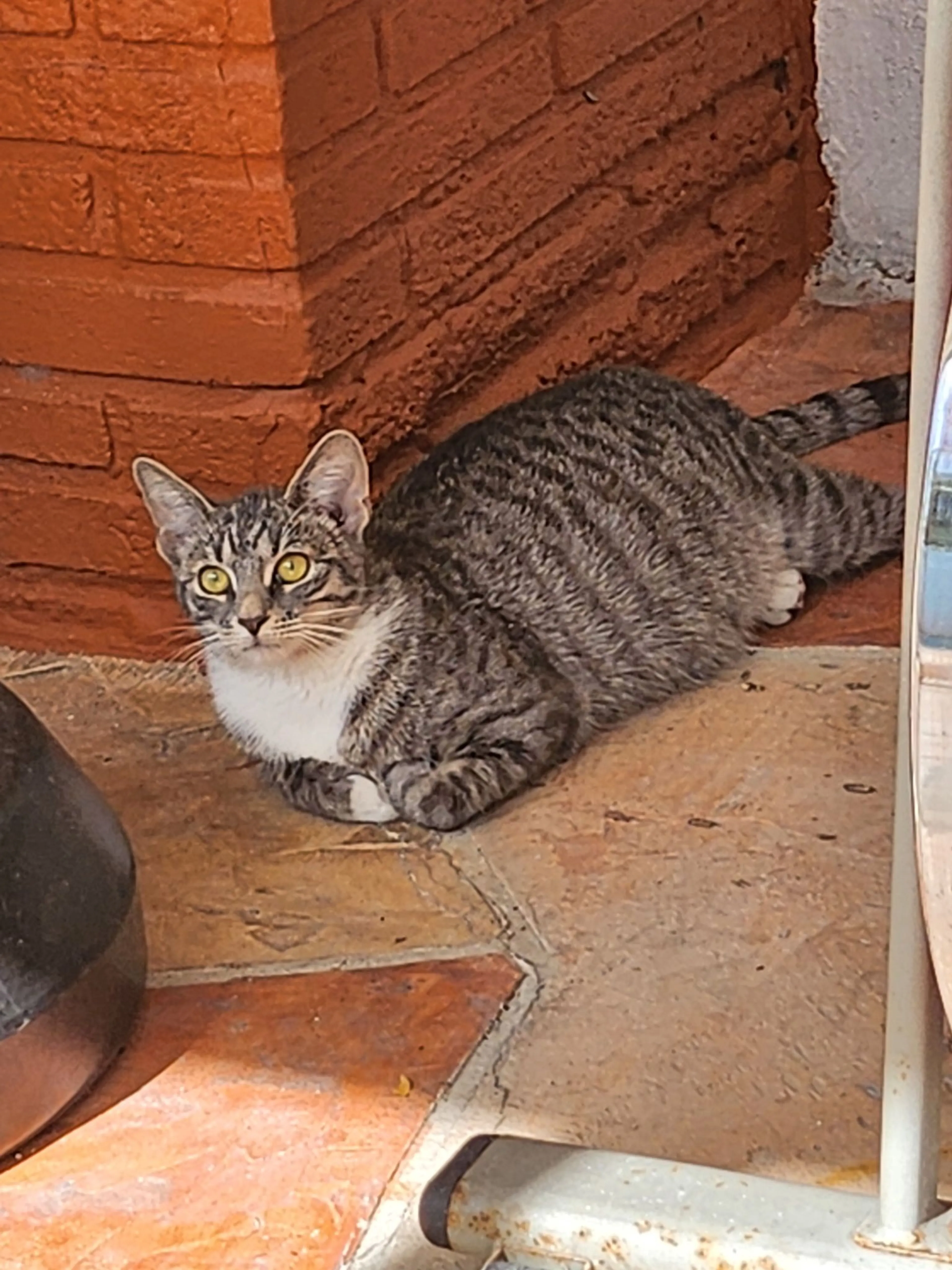 Lost pet-0