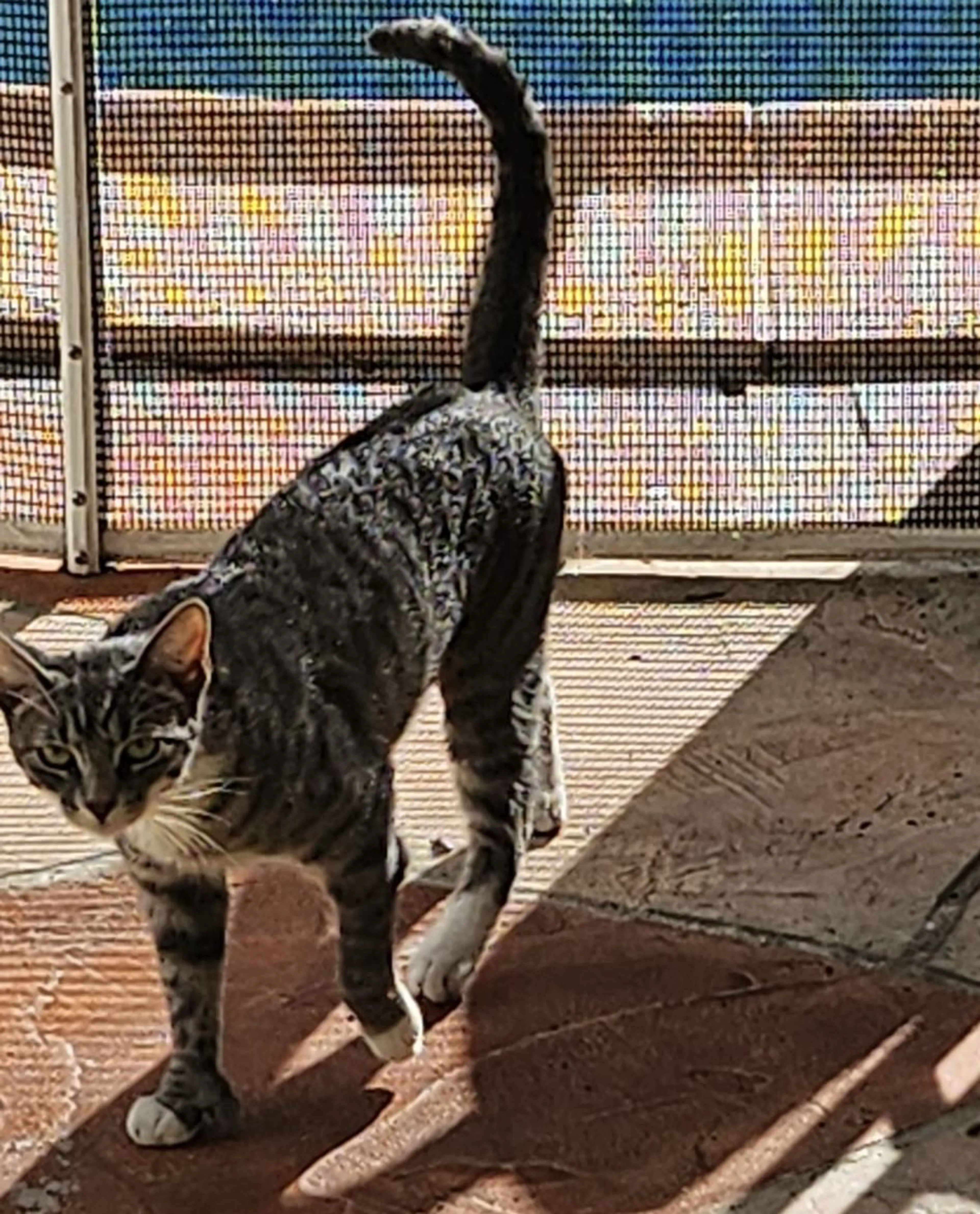 Lost pet-1