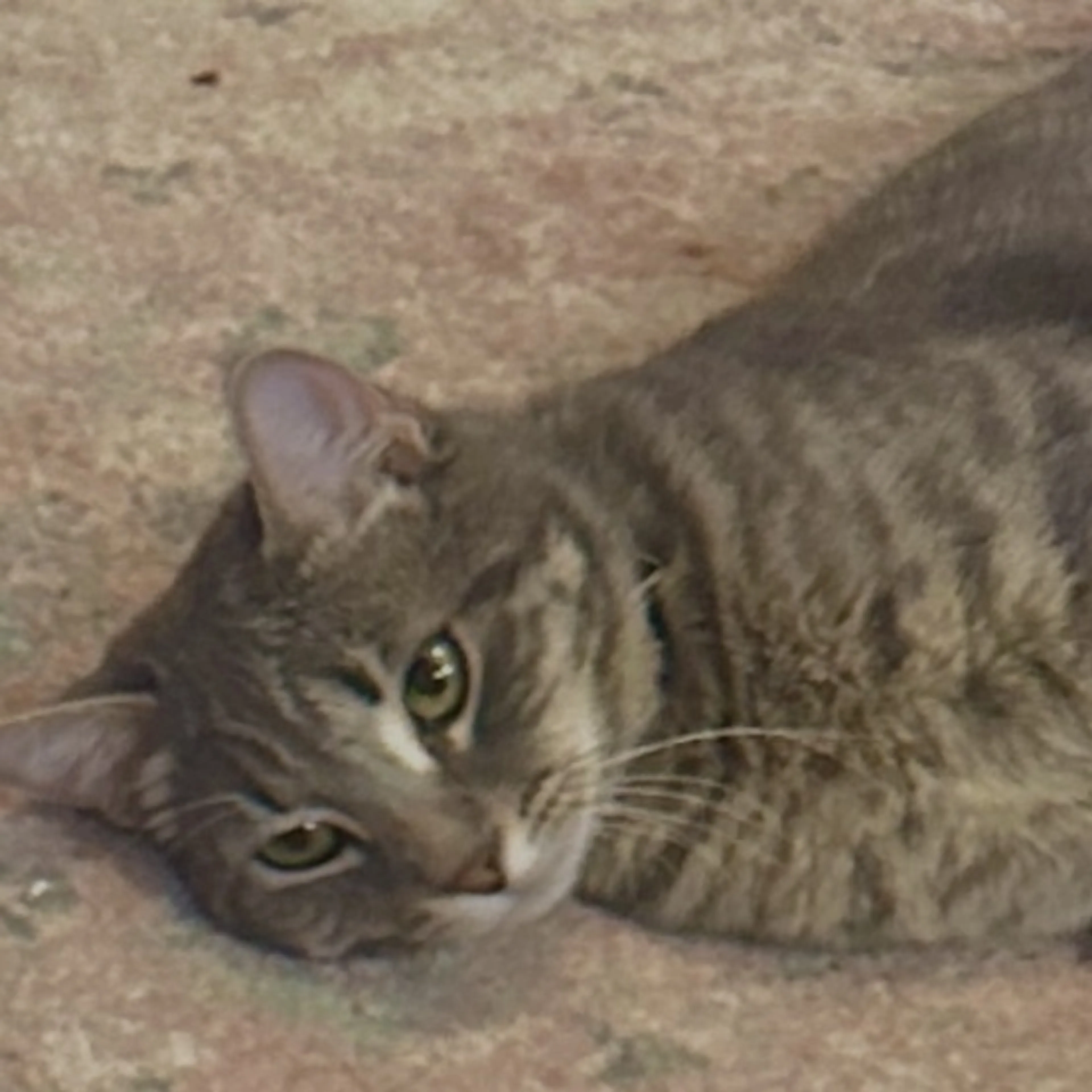 Lost pet