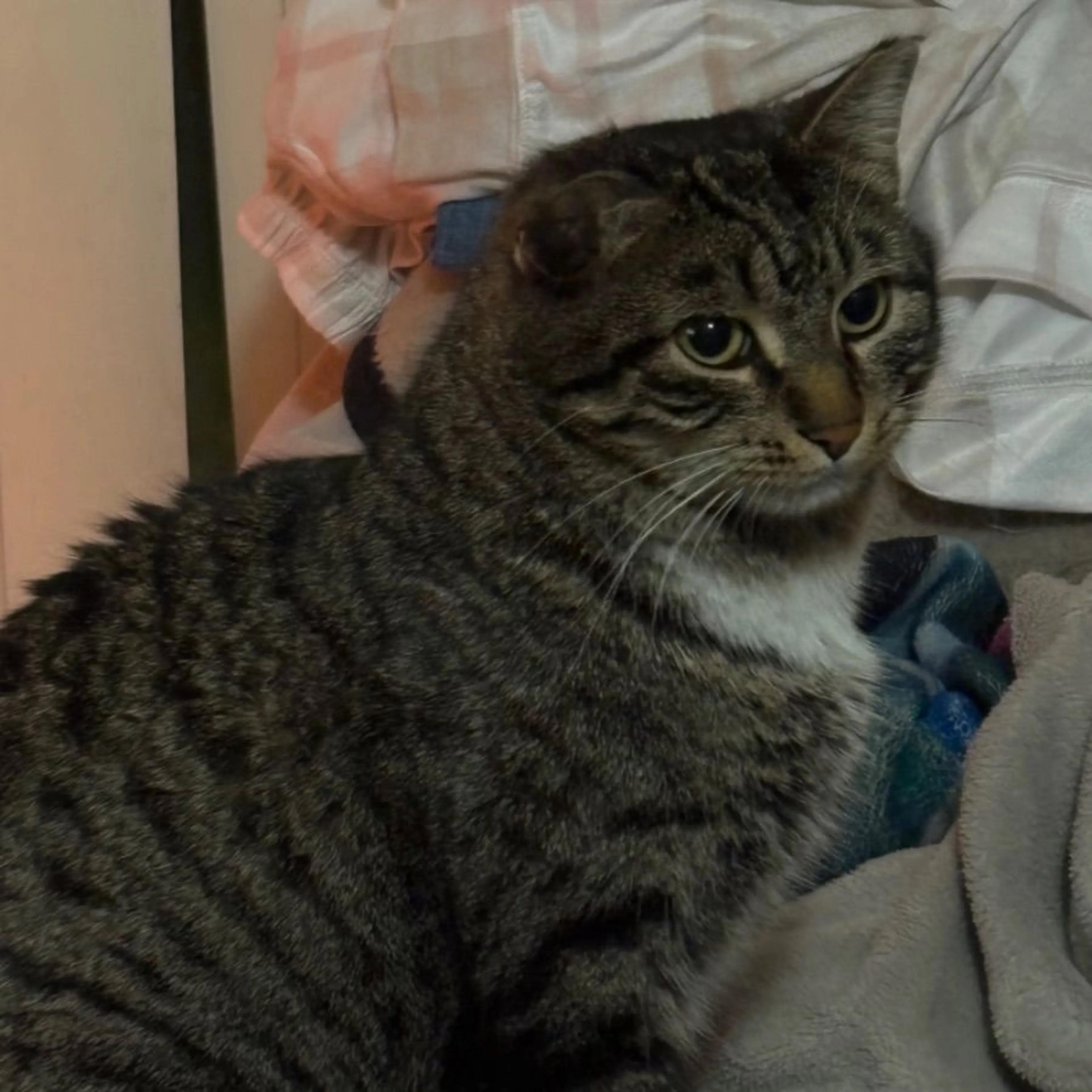 Lost pet