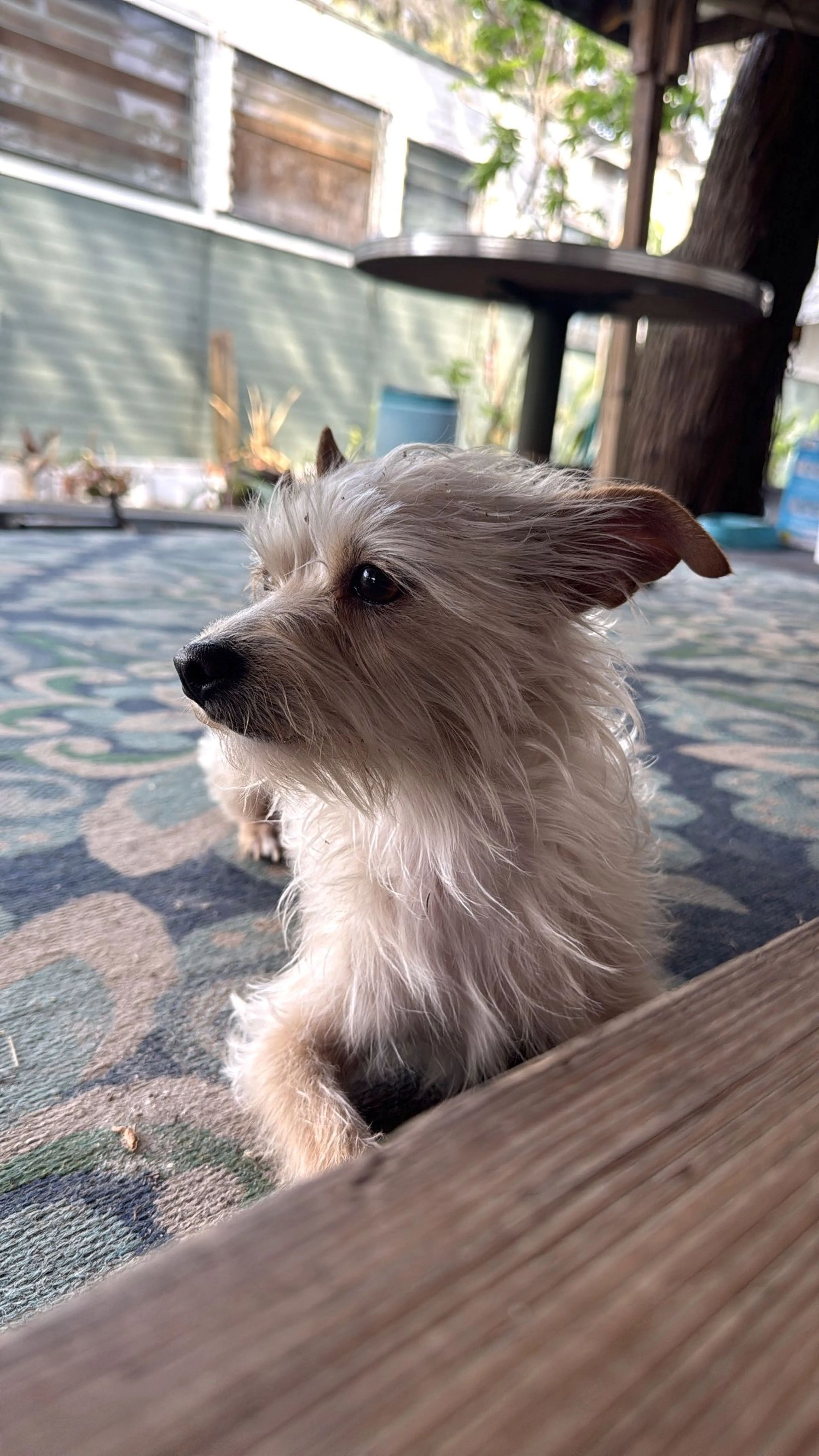 Lost pet
