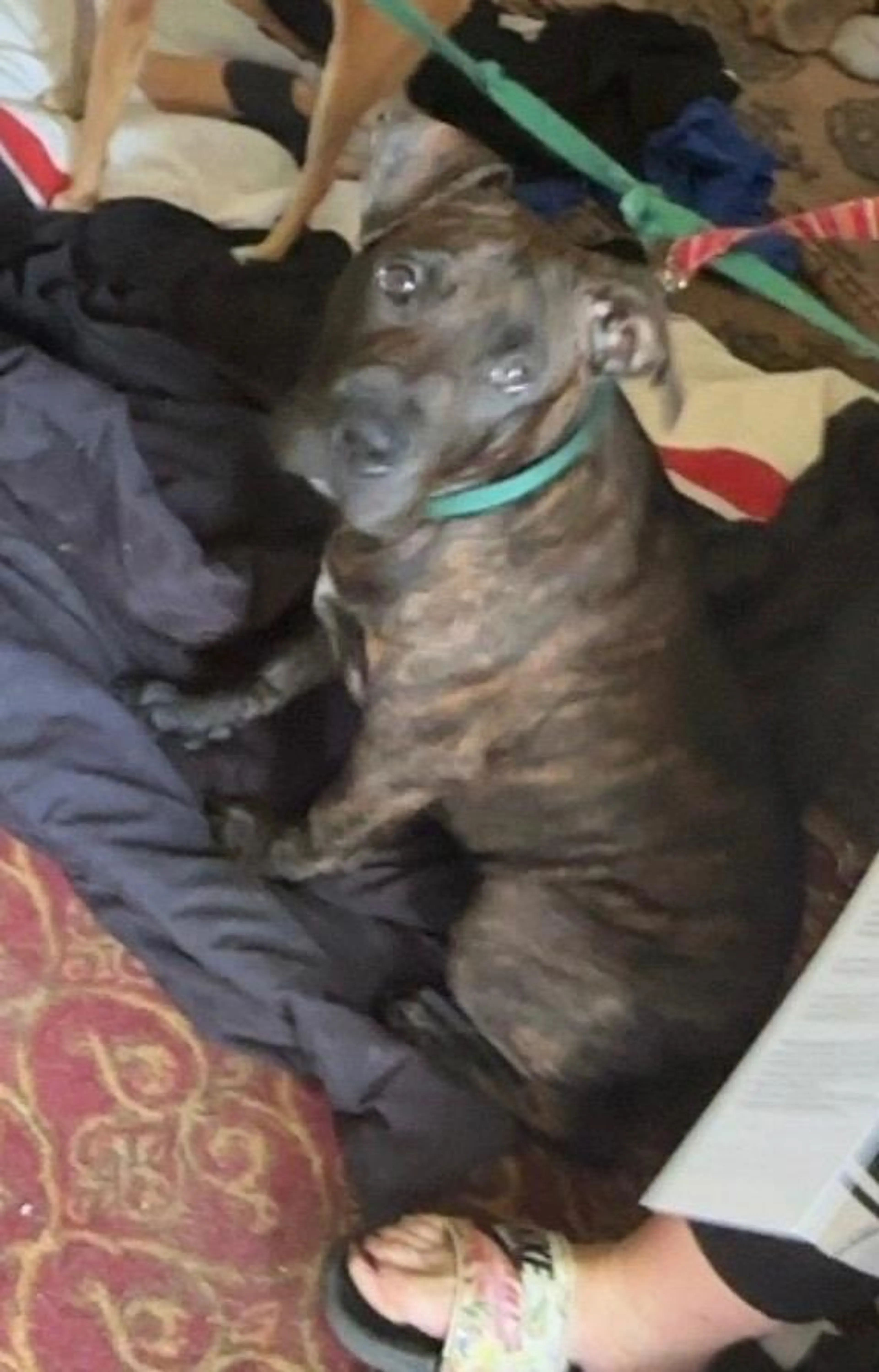 Found pet