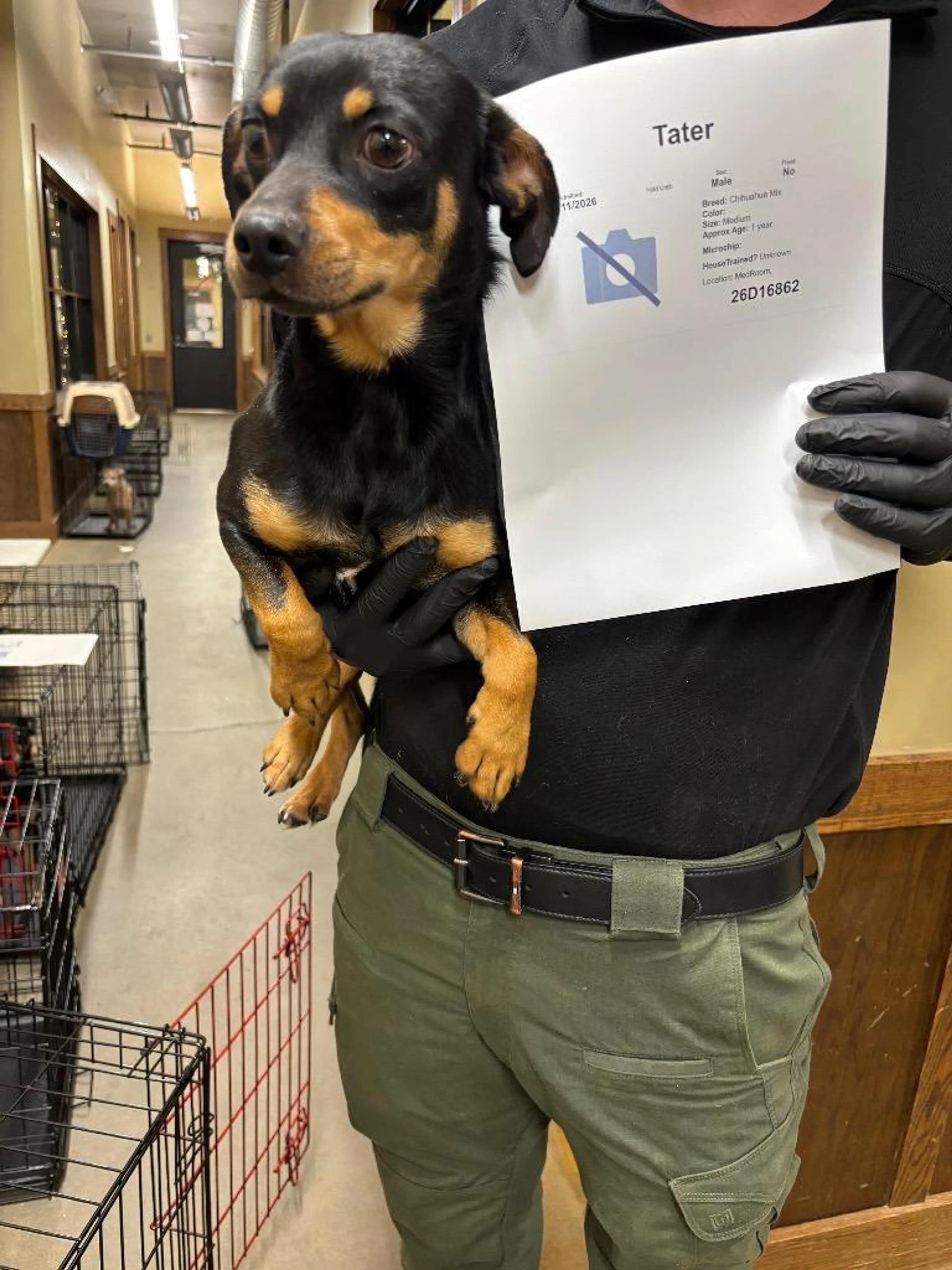Found pet