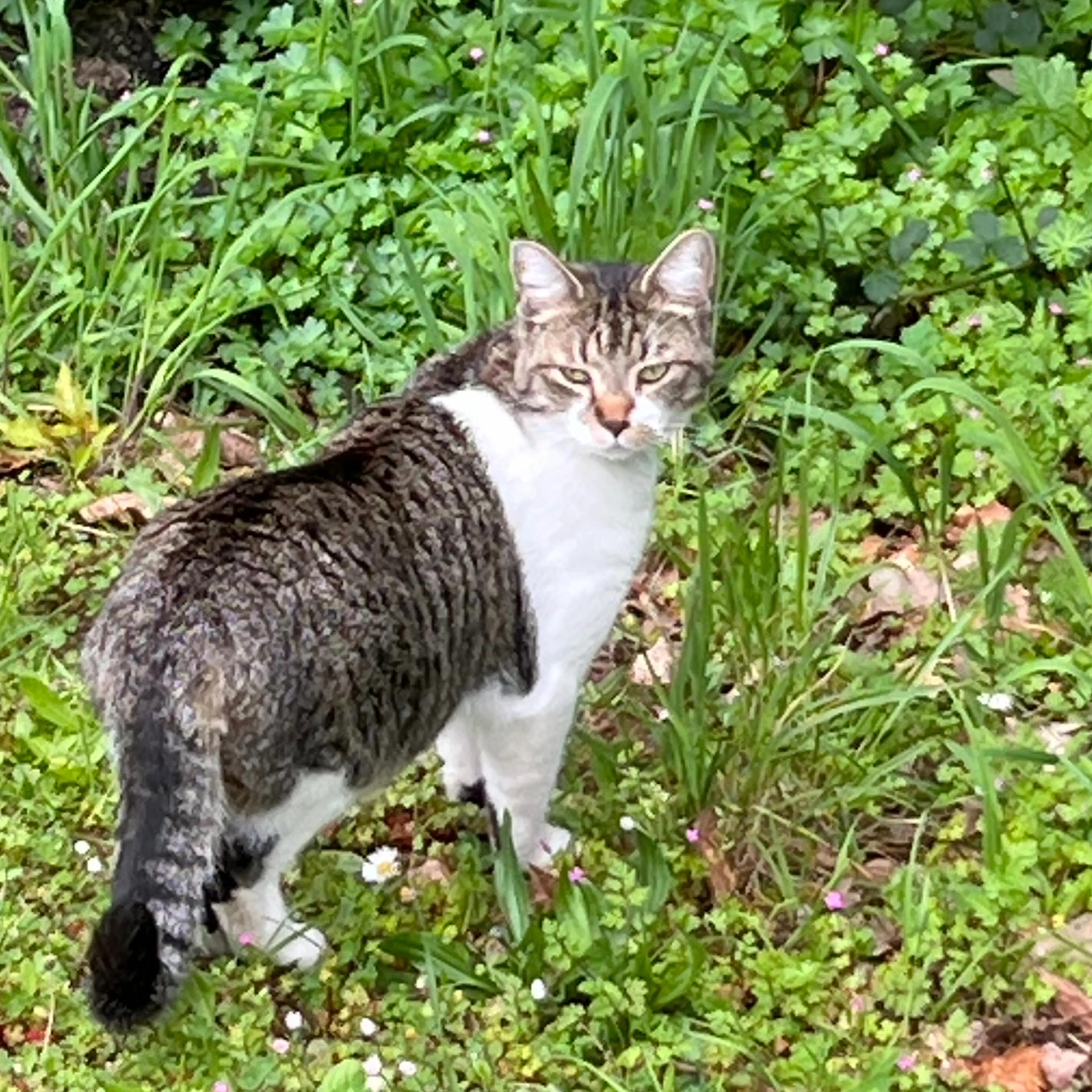 Lost pet-2